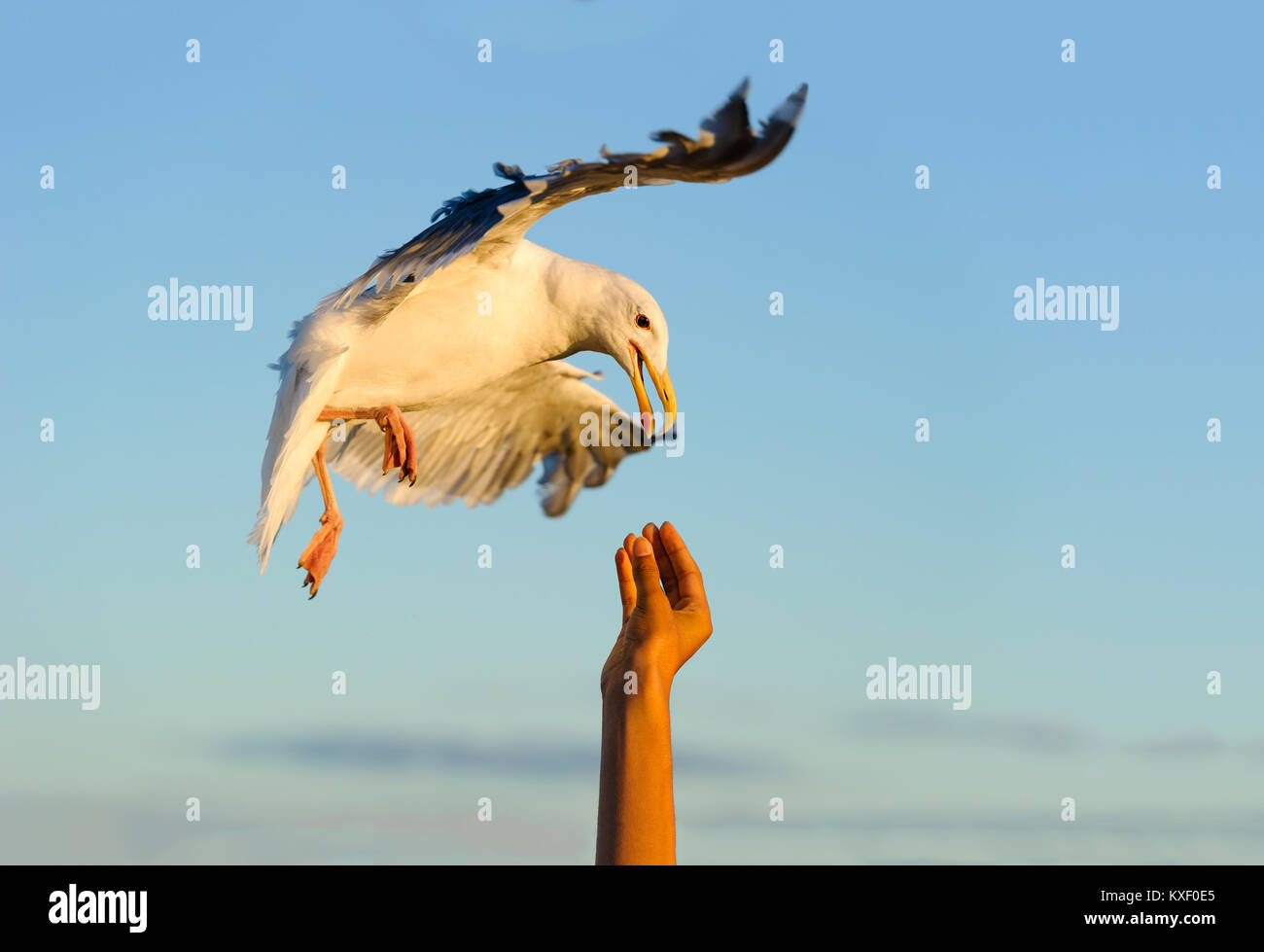 Bird flying man is an image of a bird in flight making contact with a man's hand in unity. Stock Photo