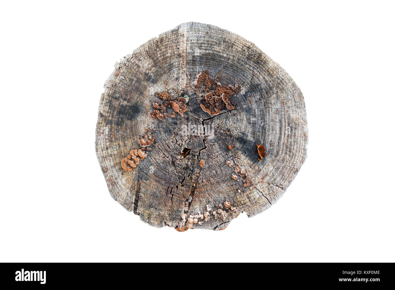 Tree Stump Color Old grey wooden stump isolated on the white background. Round cut down ...