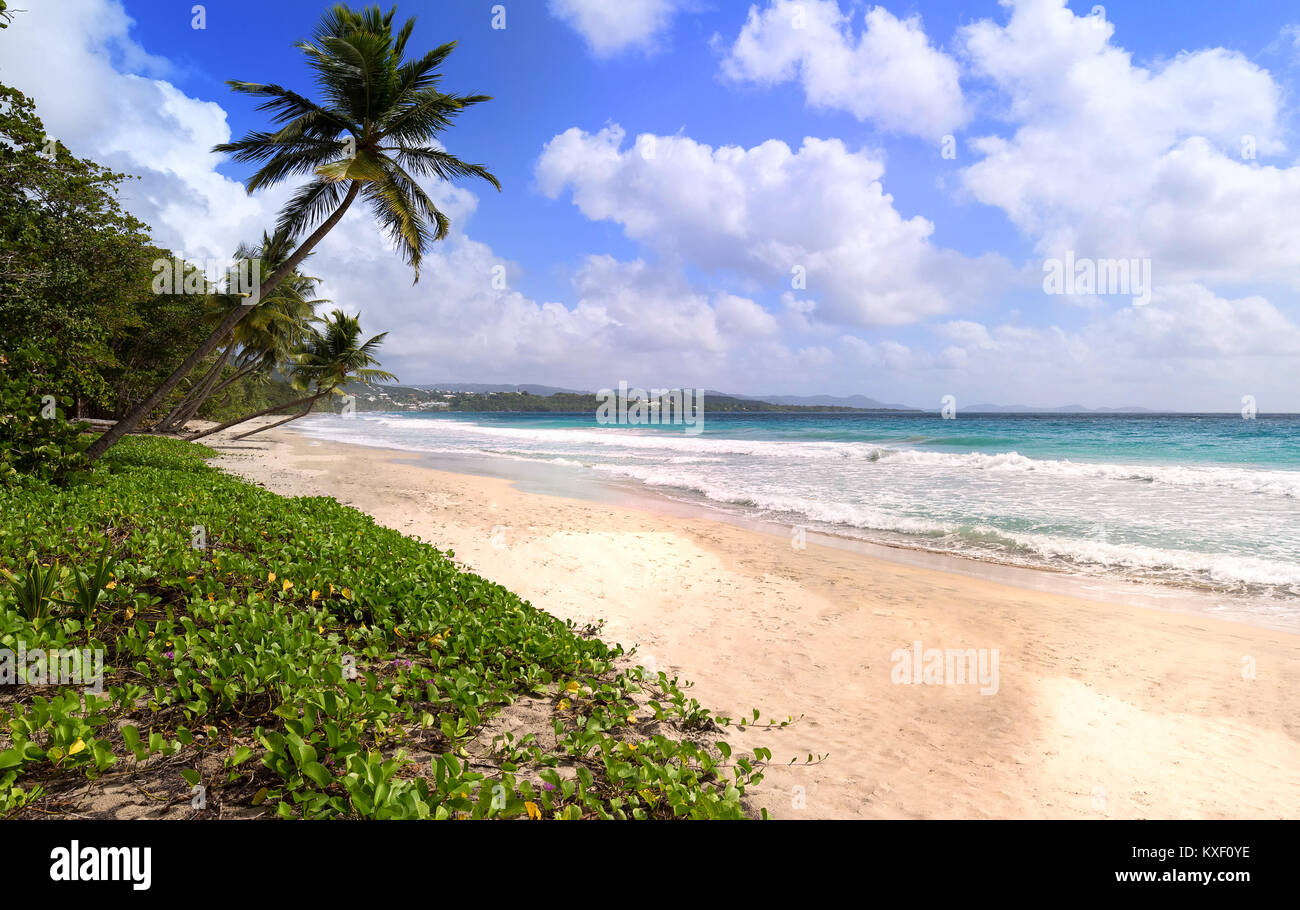 The Caribbean beach , Martinique island Stock Photo Alamy