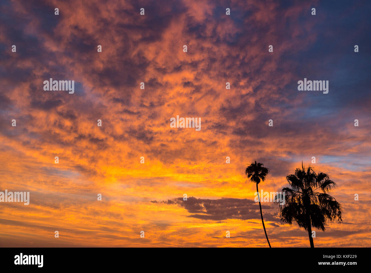 Palm trees are silhouetted against vibrant post-sunset clouds in Playa Del Rey, California. Stock Photo