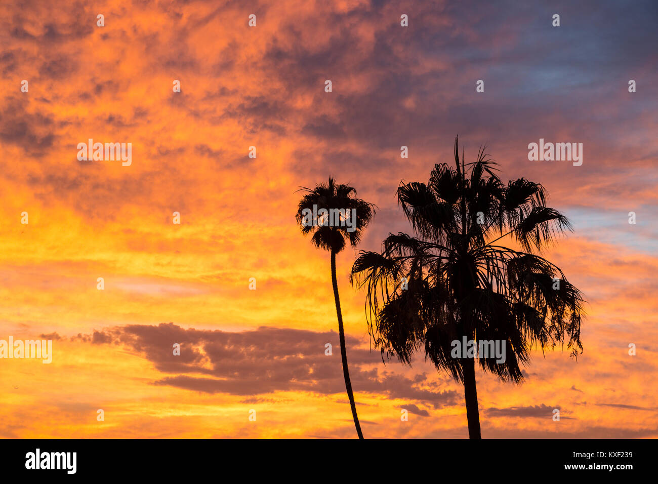 Palm trees are silhouetted against vibrant post-sunset clouds in Playa Del Rey, California. Stock Photo