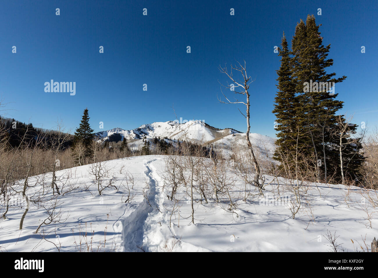 A winter snowshoe trail crosses a mountain ridge near Dog Lake and