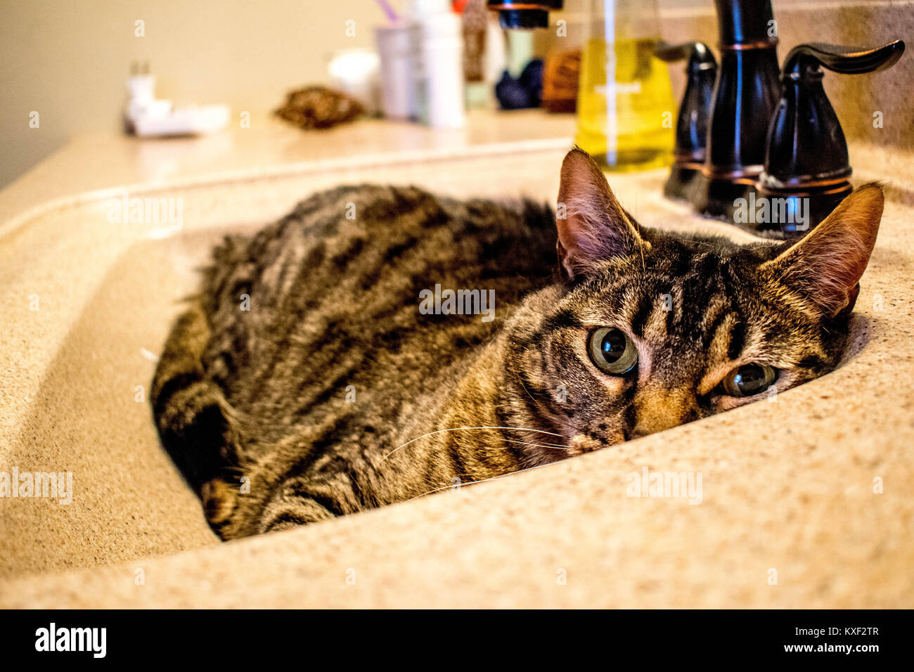 Cat In A Sink With Pretty Eyes And Strips Stock Photo