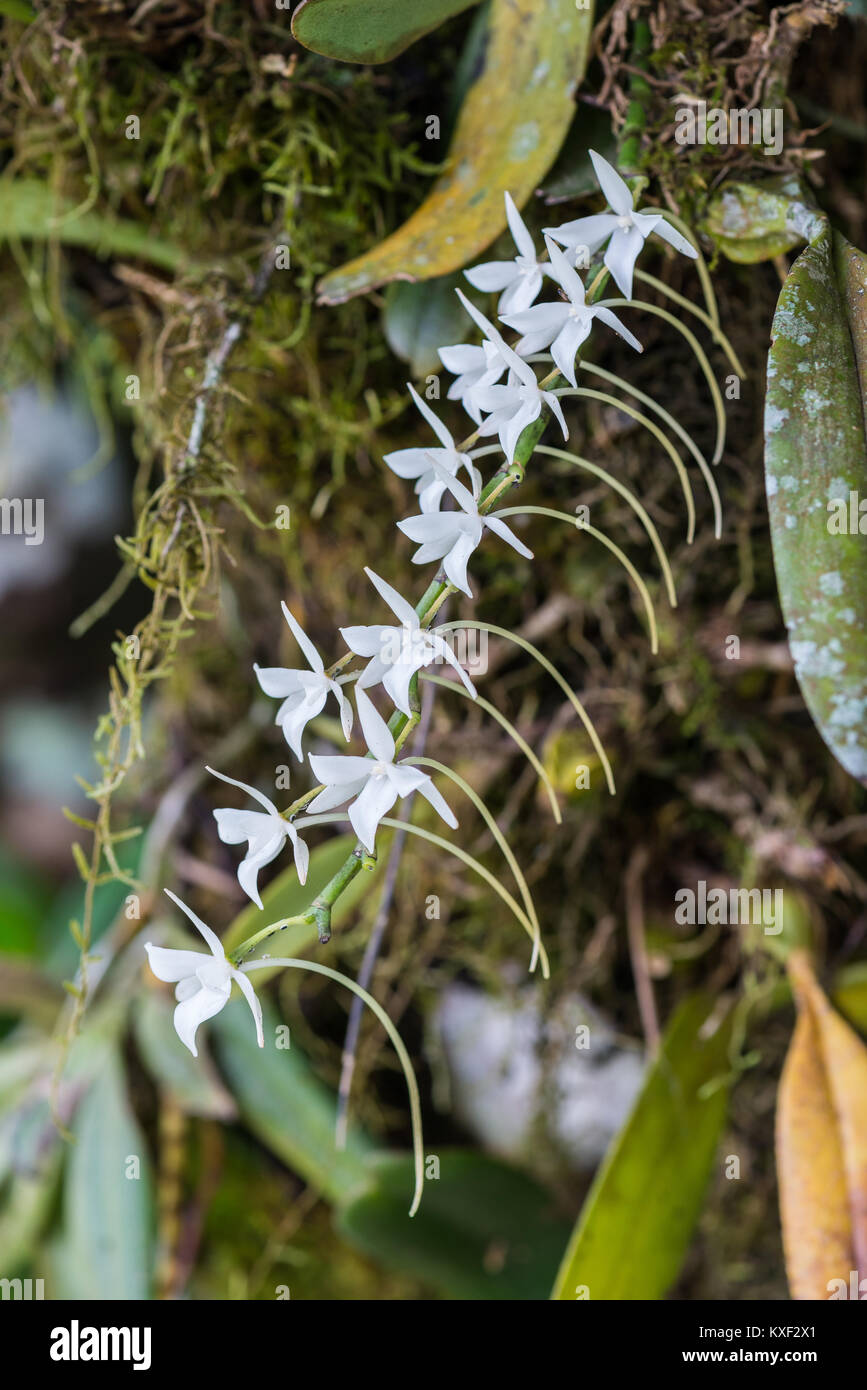Orchid flowers in bloom. Ranomafana National Park. Madagascar, Africa. Stock Photo