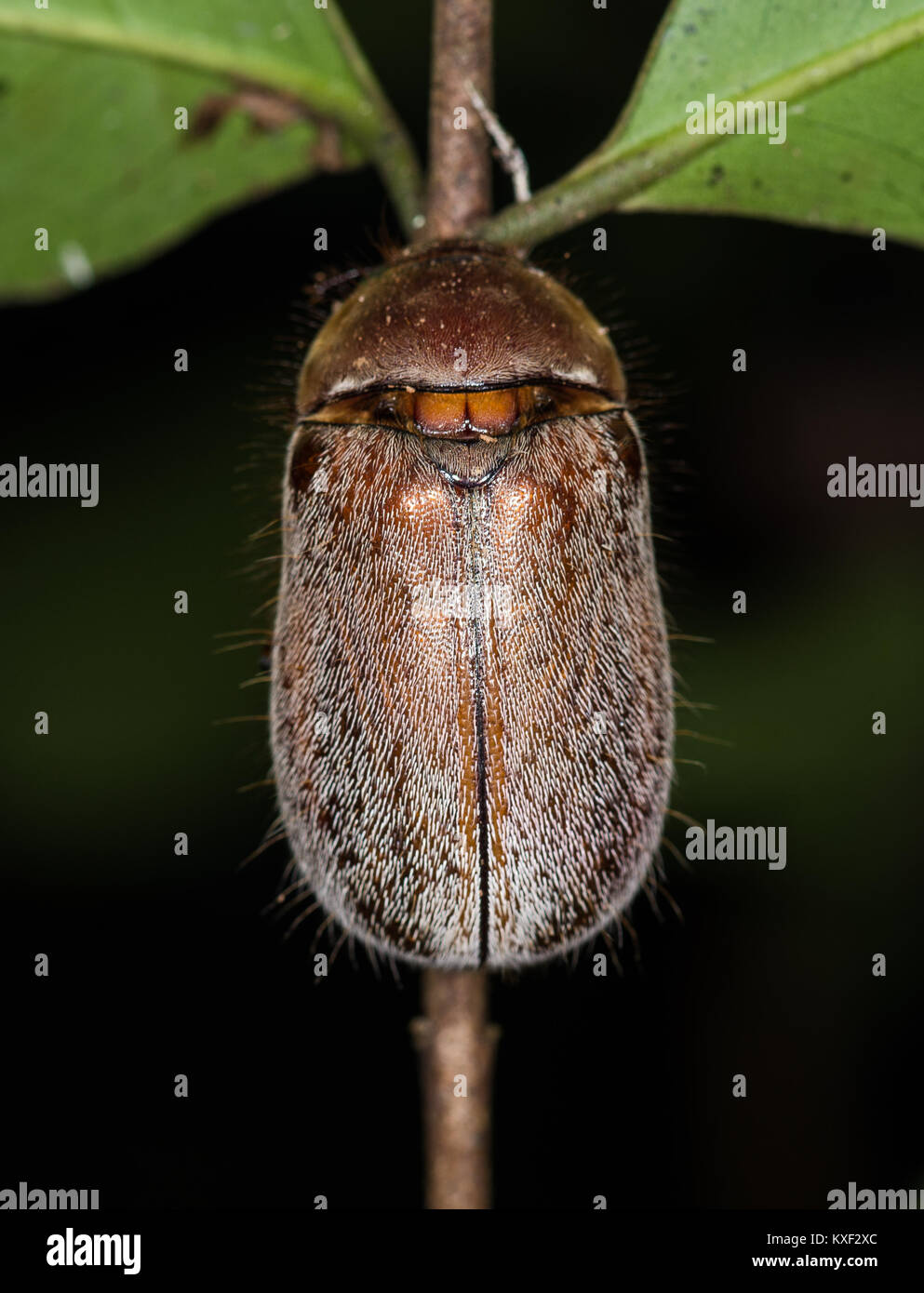Back of a hairy beetle. Ranomafana National Park. Madagascar, Africa. Stock Photo