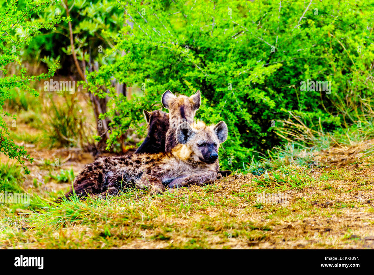 Mother Hyena with Two Young Hyenas in Kruger National Park in South