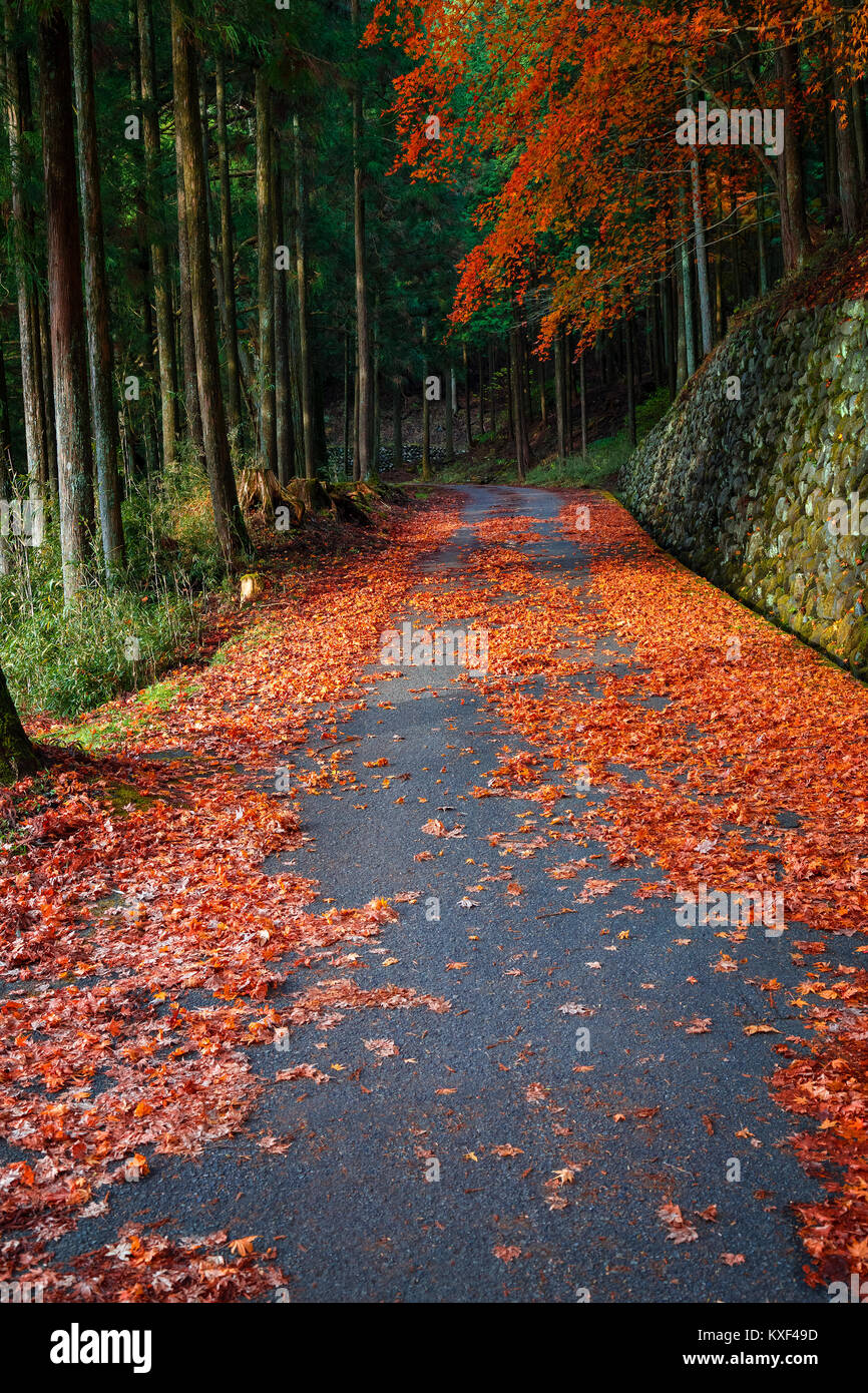The Road to Taiyuinbyo Shrine and Futarasan-jinja Shrine in Nikko, Tochigi, Japan Stock Photo