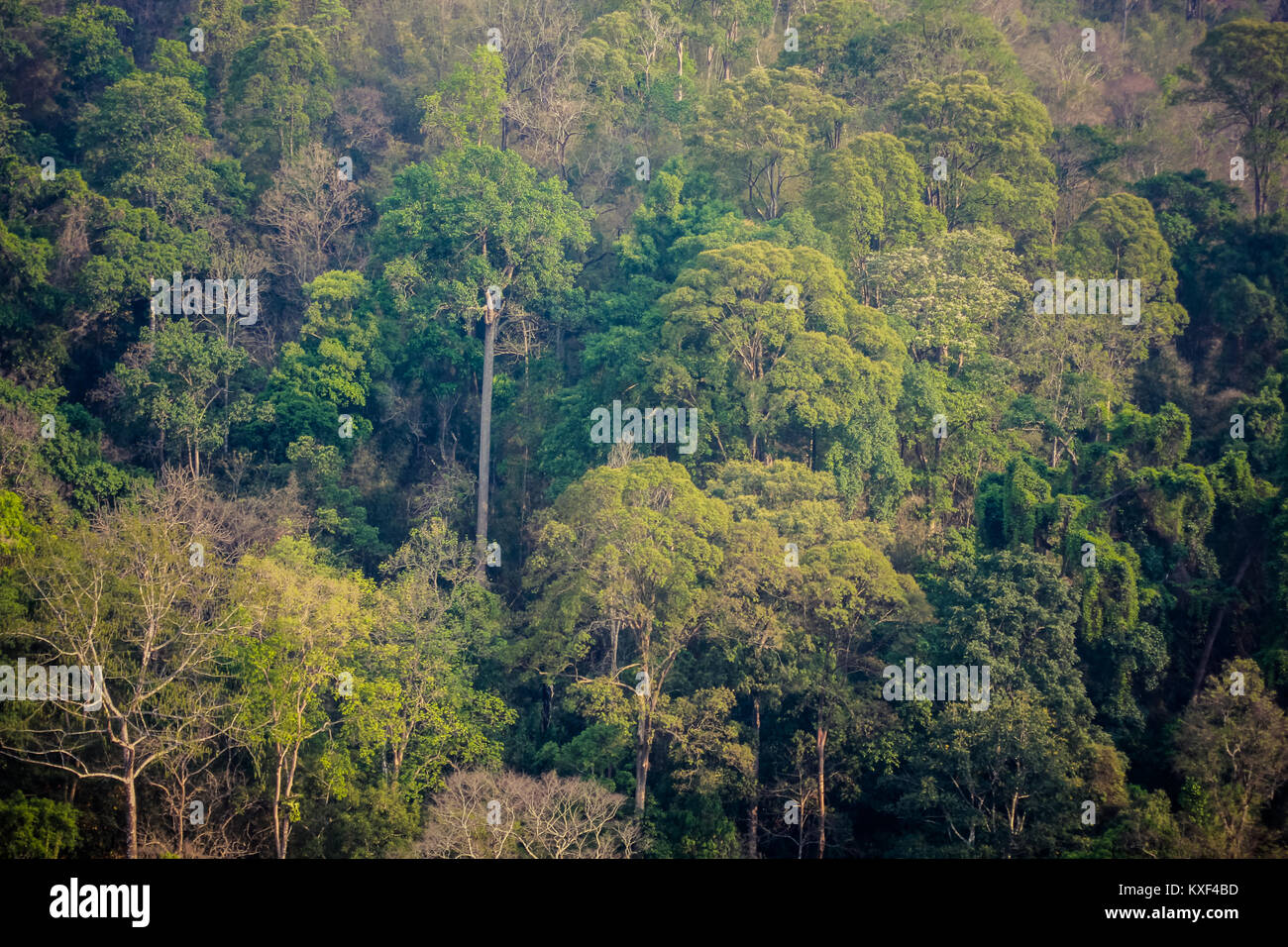 Aerial view of the forest Stock Photo - Alamy