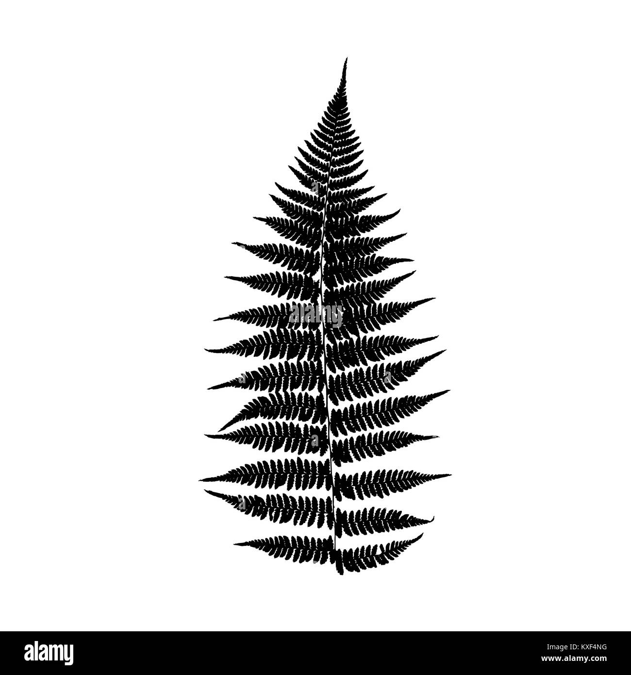 Tree fern silhouette Cut Out Stock Images & Pictures - Alamy