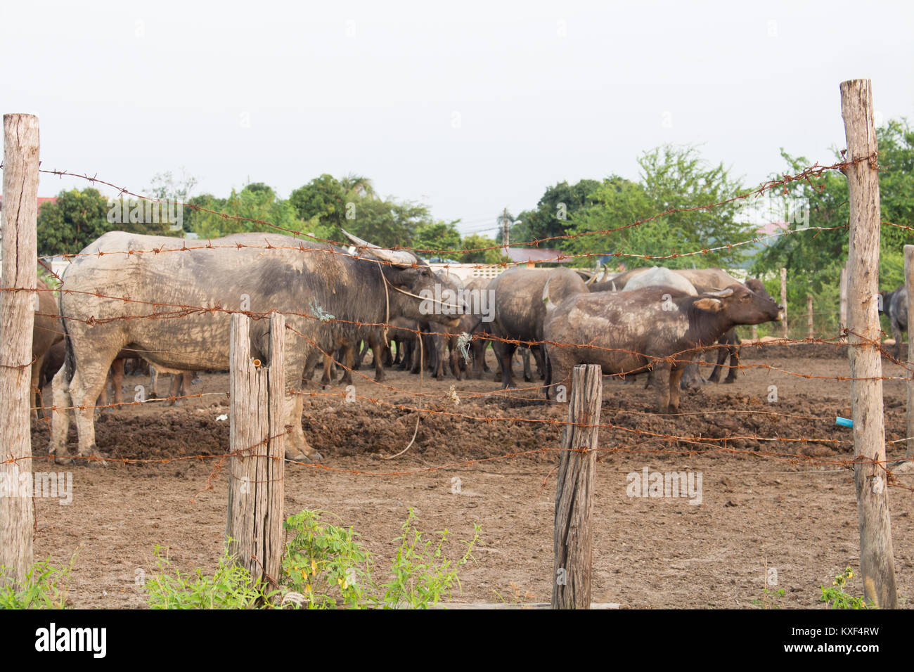 barbed wire was used to quarantine animals Stock Photo Alamy