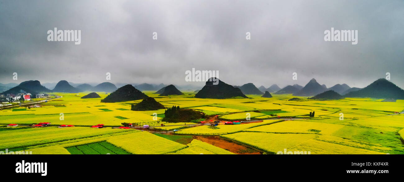 Canola field, rapeseed flower field with the mist in Luoping, China Stock Photo