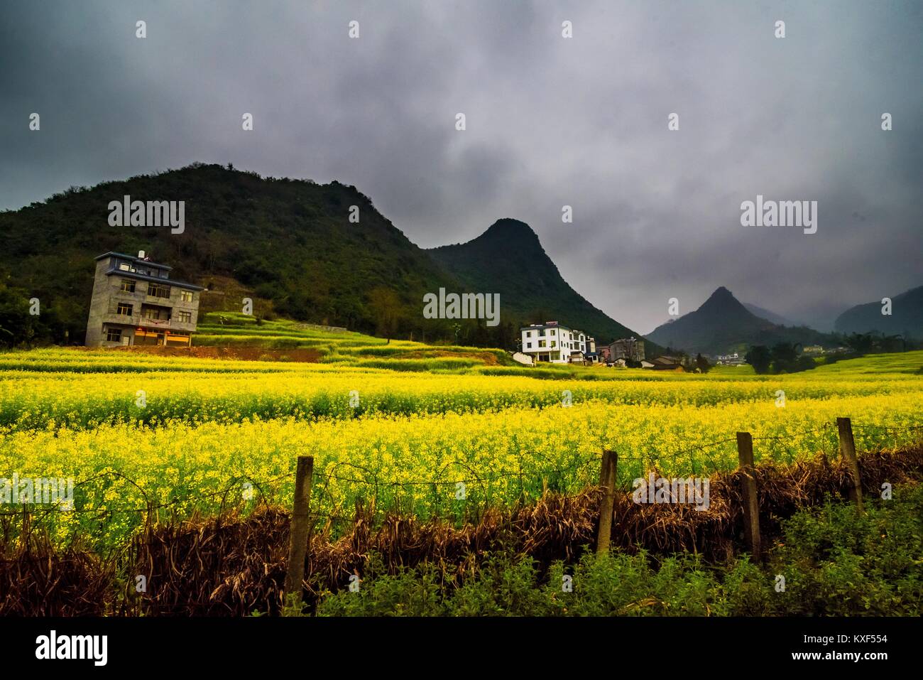Canola field, rapeseed flower field with the mist in Luoping, China Stock Photo