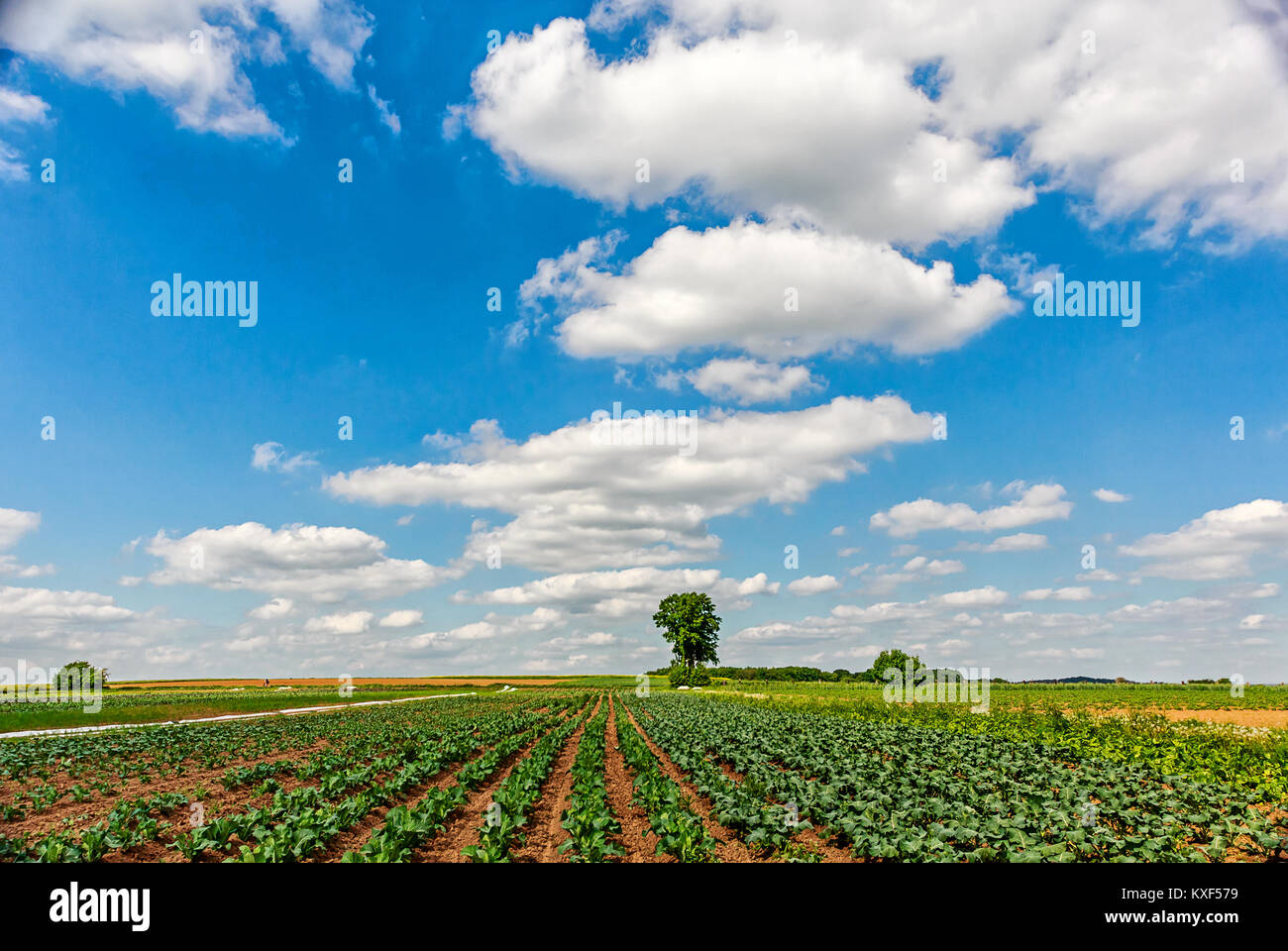 Landscape with chard field in early summer Stock Photo - Alamy