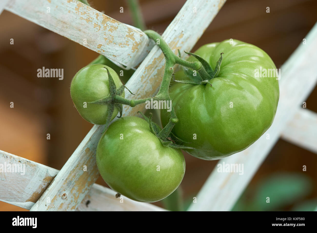 Green tomatoes (Lycopersicon esculentum Mill.) Tomatoes help to nourish the skin, bright, not dry, anti-oxidants that help reduce and slow down the ag Stock Photo