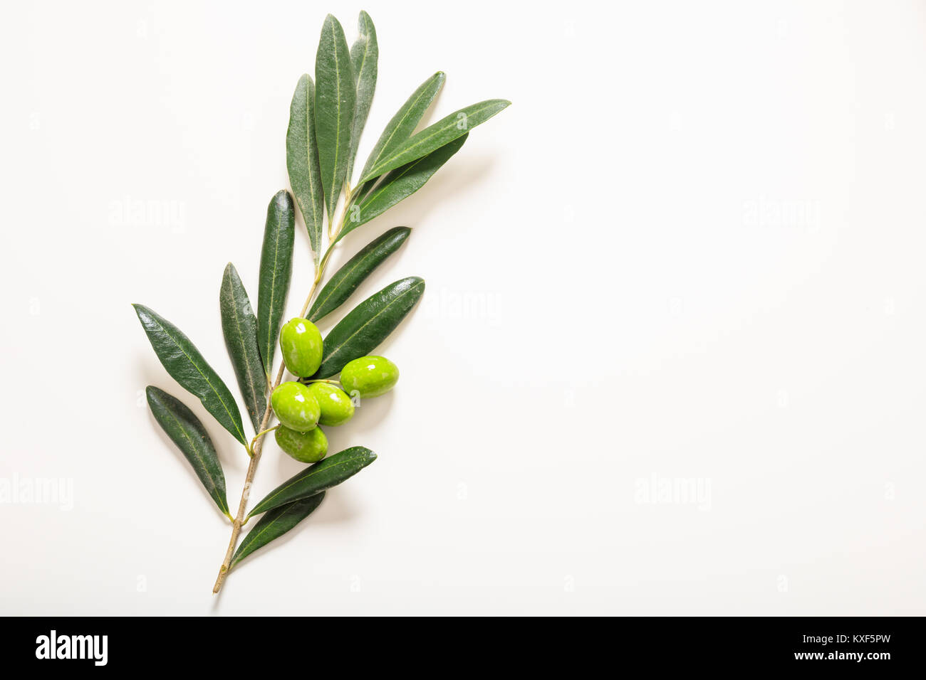 Olive branch isolated hi-res stock photography and images - Alamy