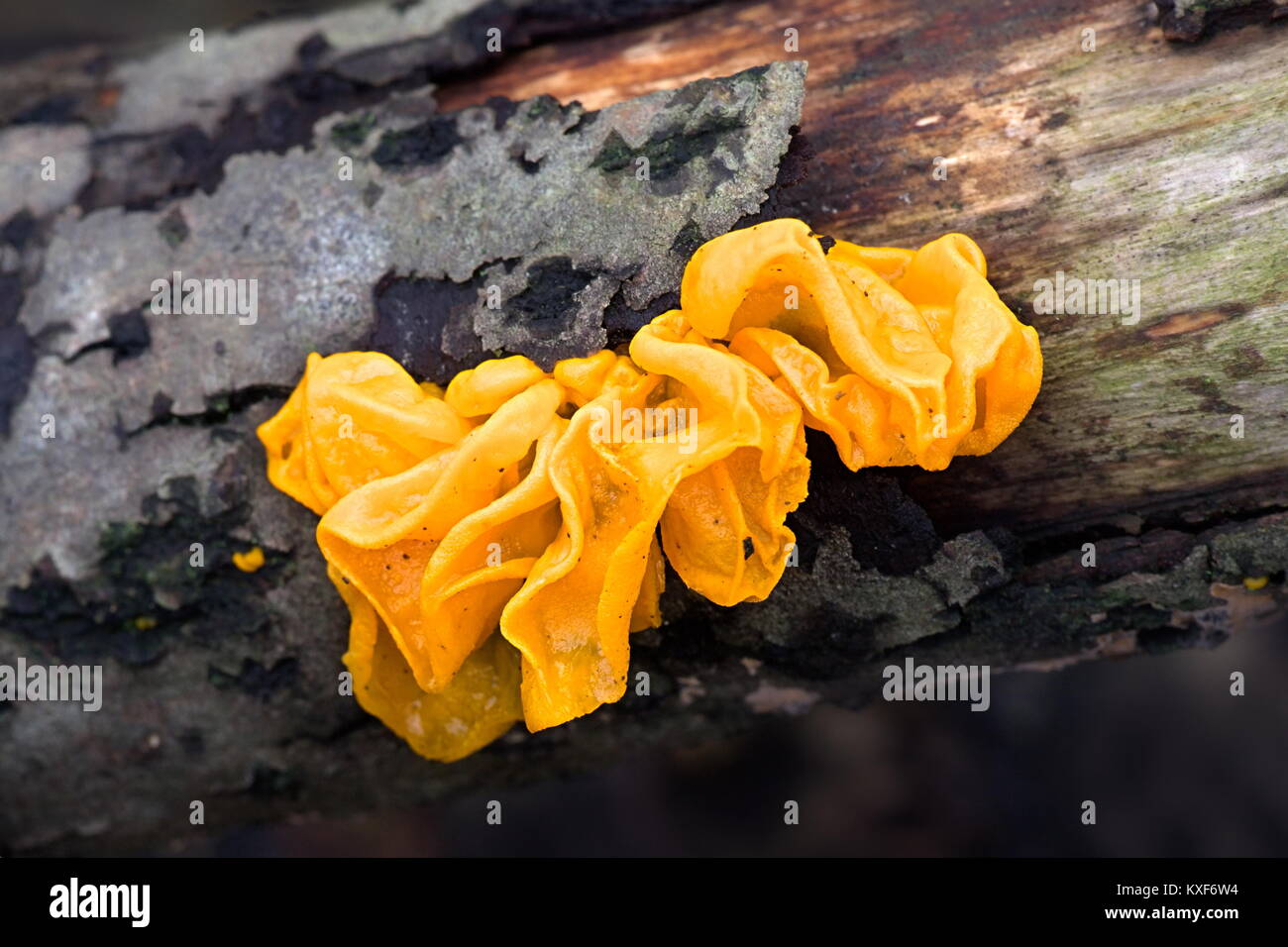 Tremella mesenterica, common names include yellow brain, golden jelly fungus, yellow trembler,  and witches' butter Stock Photo