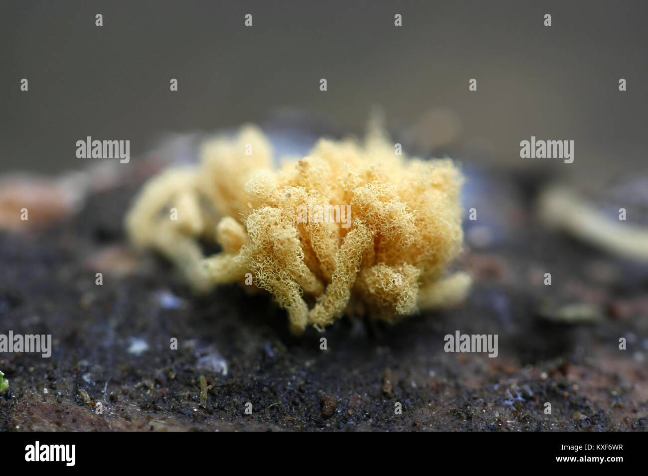 Yellow slime mold, Arcyria obvelata Stock Photo