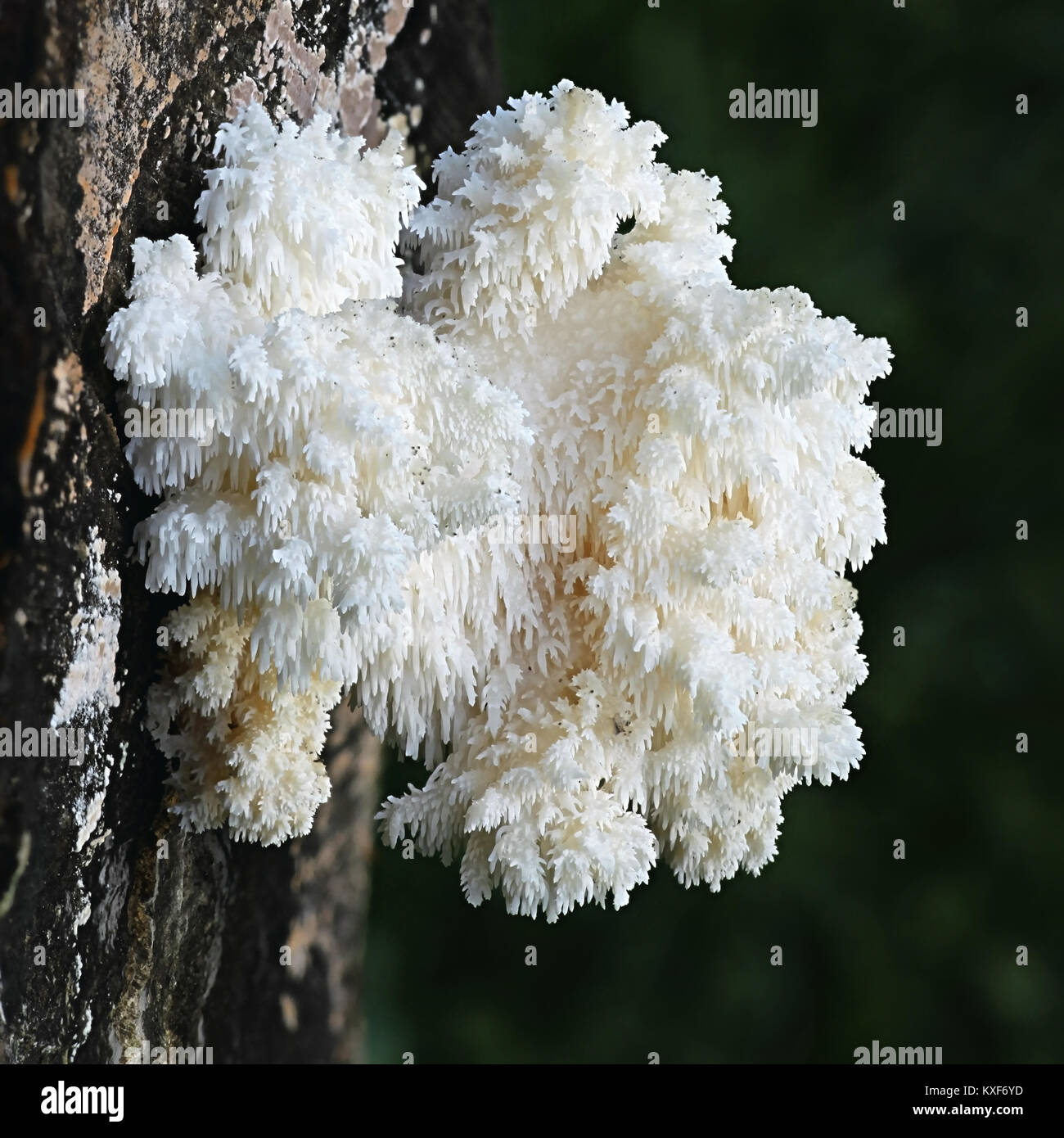 Coral tooth fungus, Hericium coralloides, also   known as monkey's head, lion's mane, and   bear's head Stock Photo
