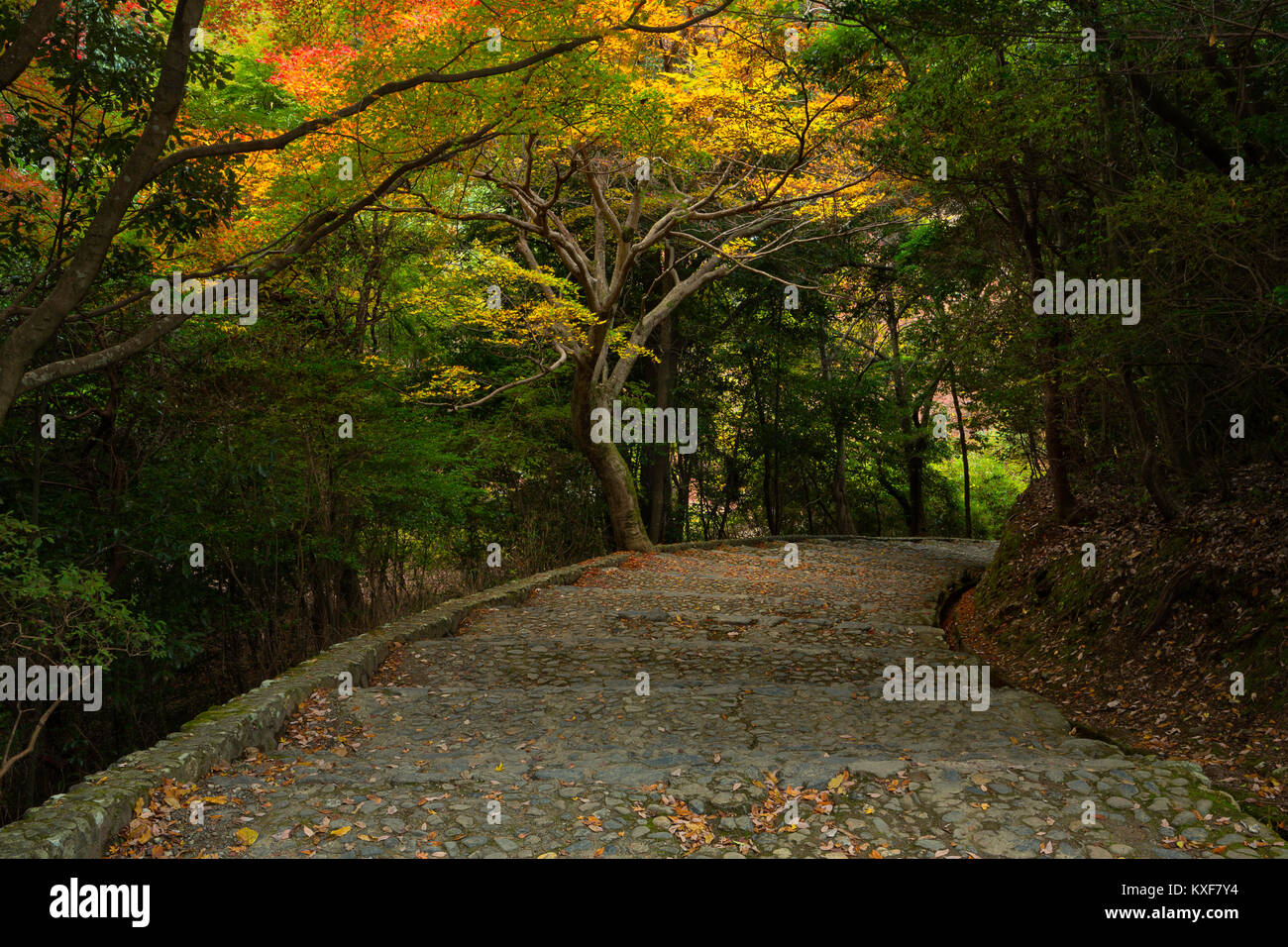 Stairs descend through fall color in Kyoto, Japan. Stock Photo