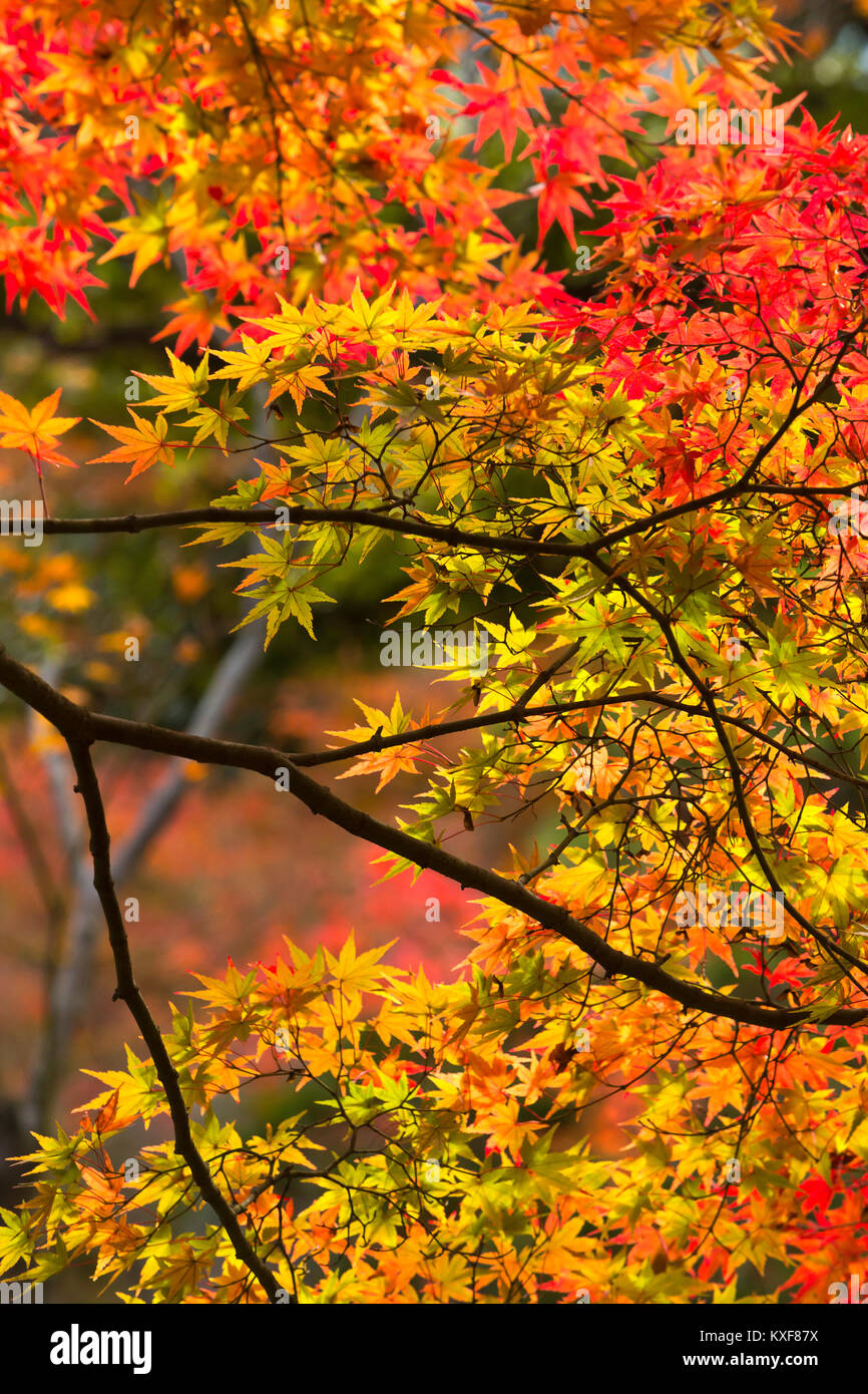 Dazzling fall leaves in Kyoto, Japan. Stock Photo
