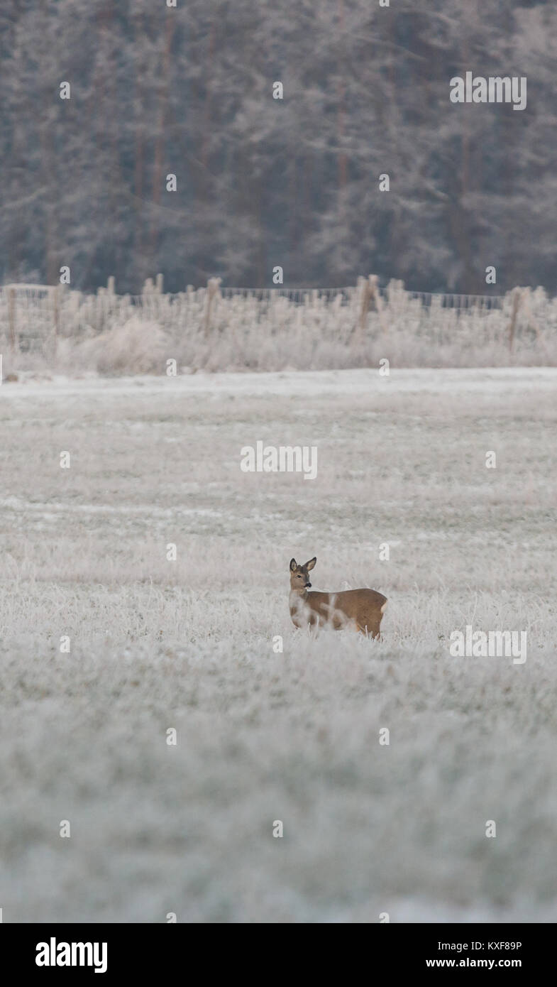 Vertical photo of single female roebuck with brown fur. The animal is ...