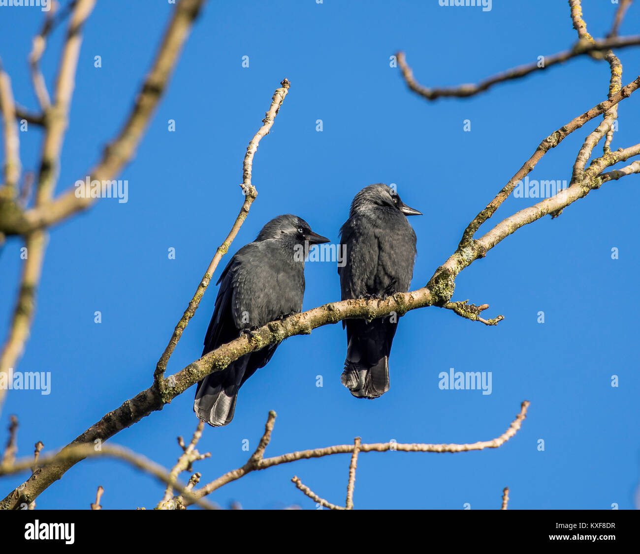 Jackdaws Stock Photo