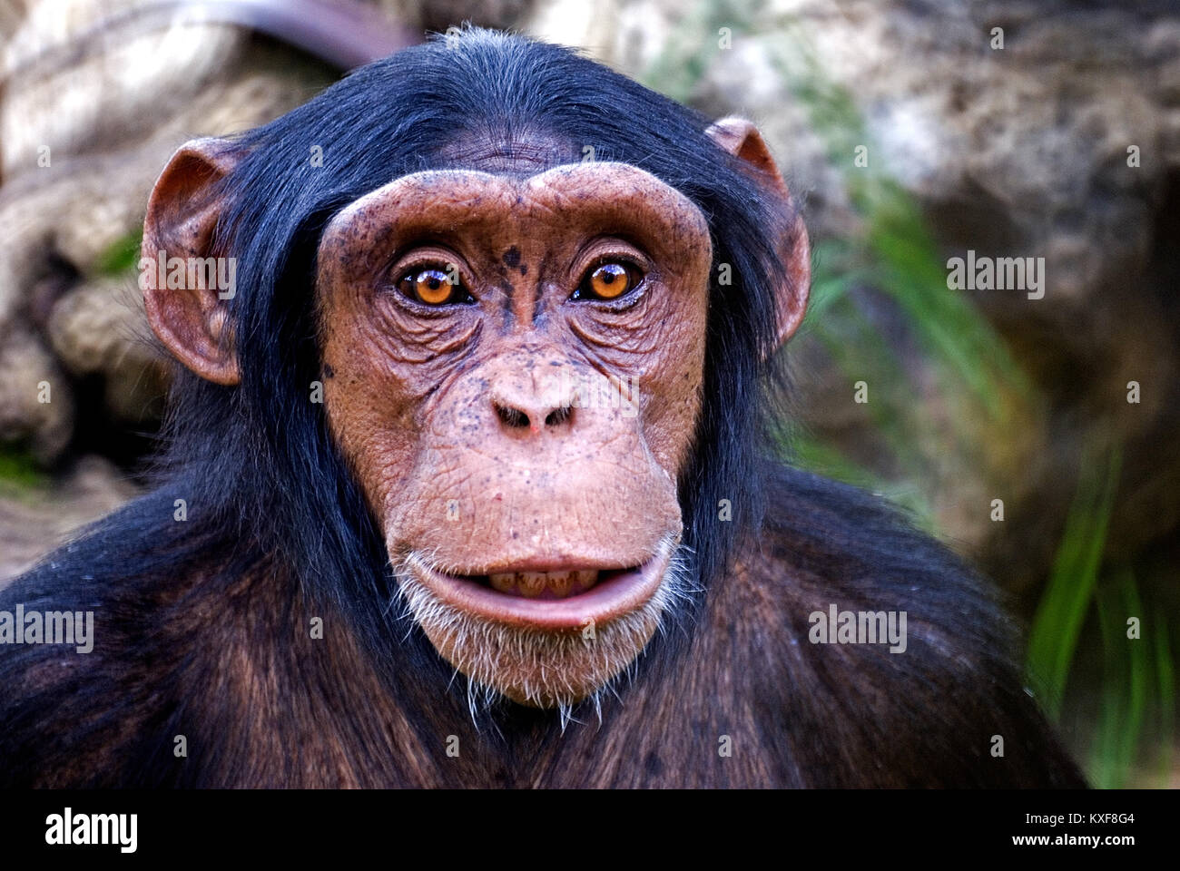monkey face Stock Photo
