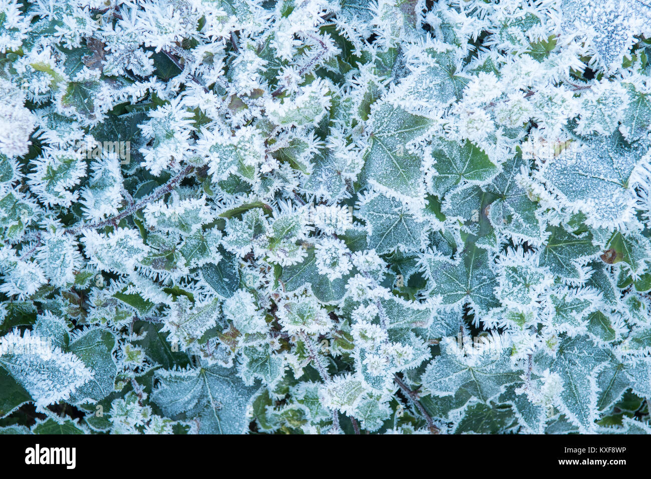 ivy covered in hoar frost - Scotland, UK Stock Photo