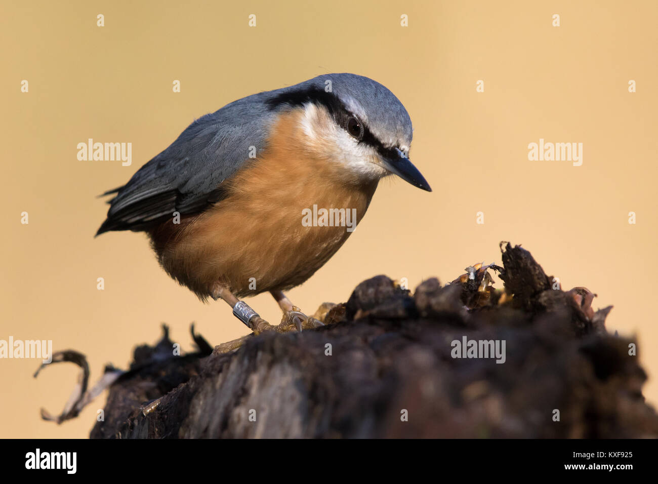 Eurasian Nuthatch (Sitta europaea) Stock Photo