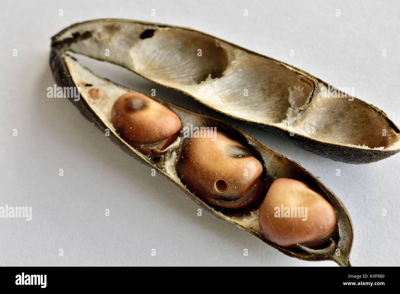 Dried broad beans in pod or fava bean, a major food staple in some countries, showing holes produced by the bean seed beetle Stock Photo
