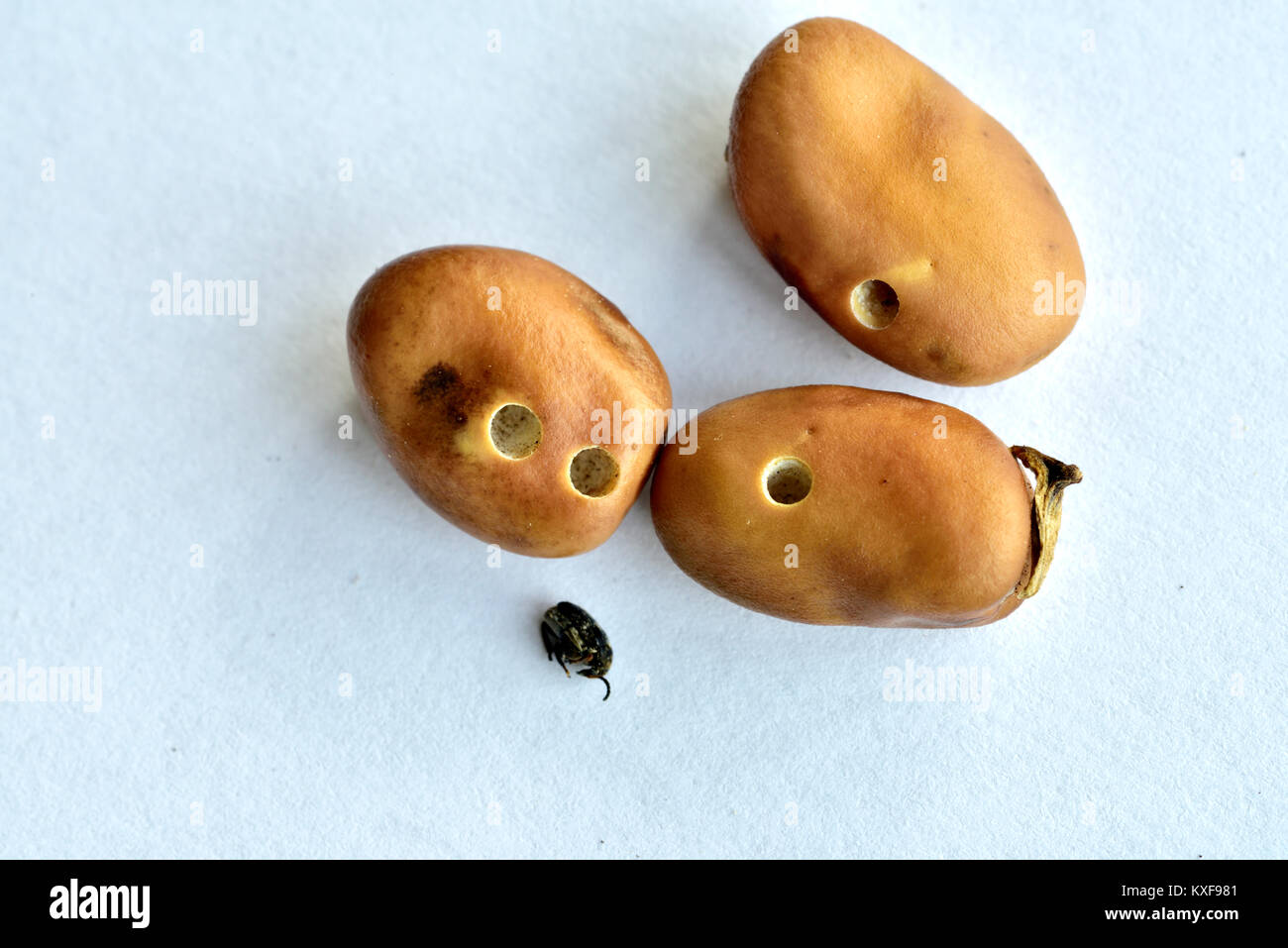 Dried broad bean or fava bean, a major food staple in some countries, showing holes produced by the bean seed beetle with a dead beetle Stock Photo