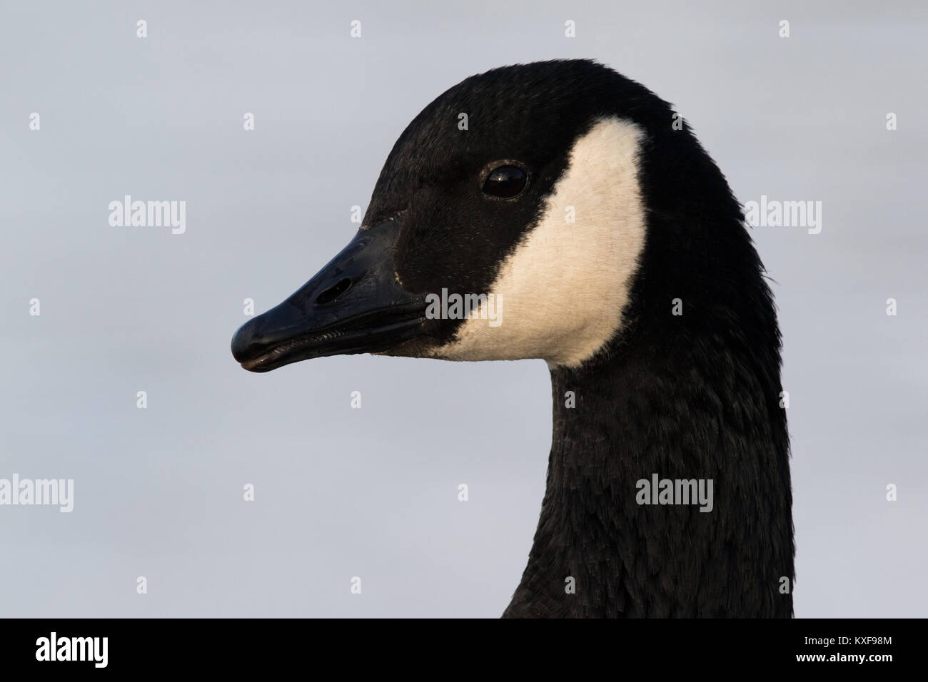 headshot of a Canada Goose (Branta canadensis) Stock Photo