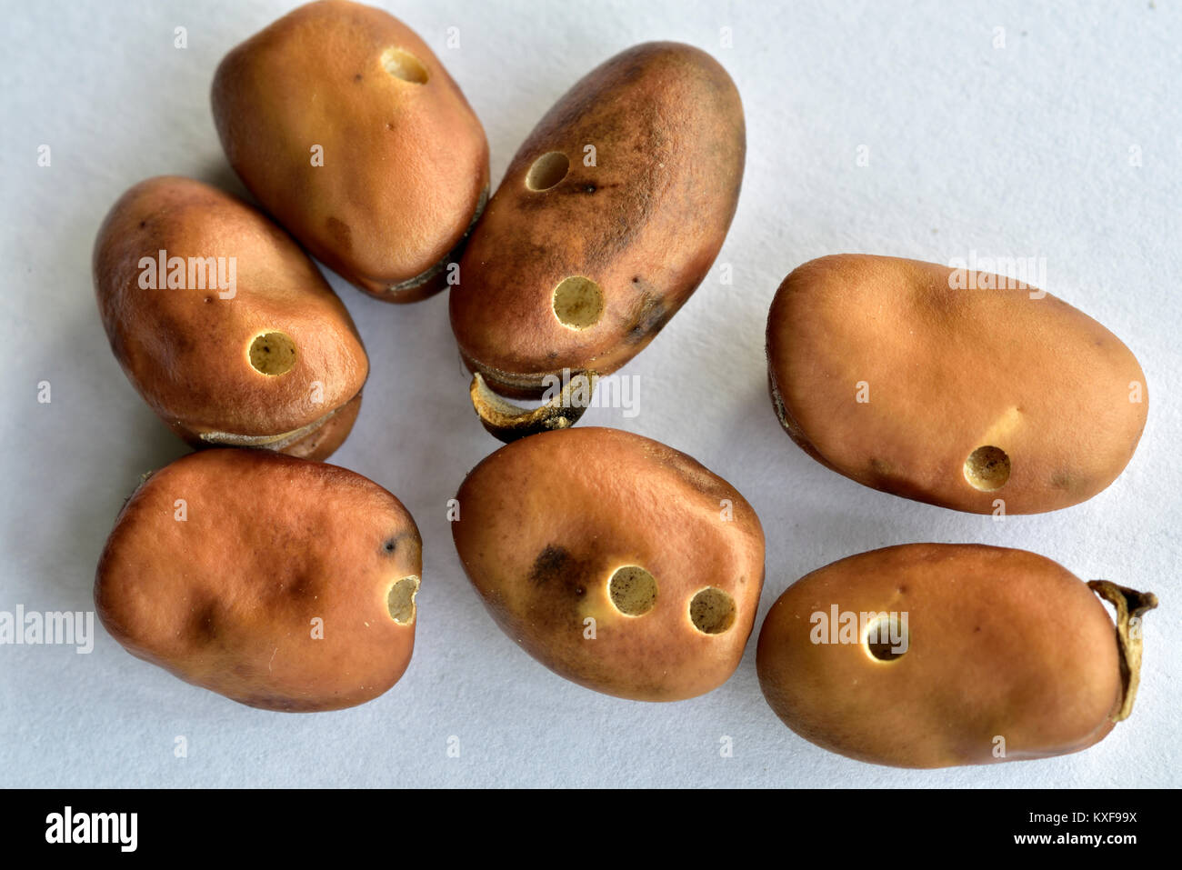 Dried broad beans or fava bean, a major food staple, showing holes produced by the bean seed beetle Stock Photo