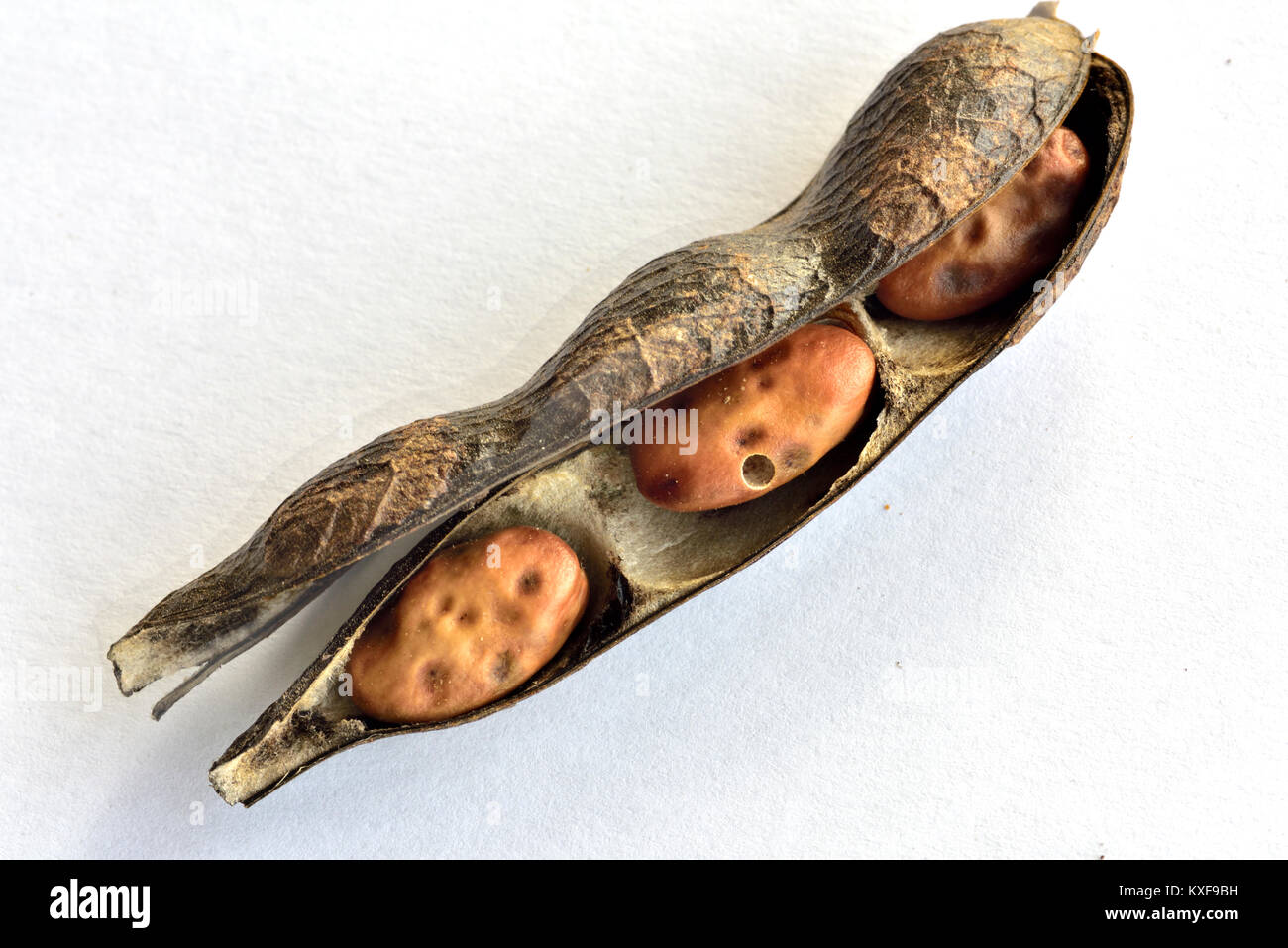 Dried broad beans or fava bean in pod, a major food staple in some countries, showing hole produced by the bean seed beetle Stock Photo