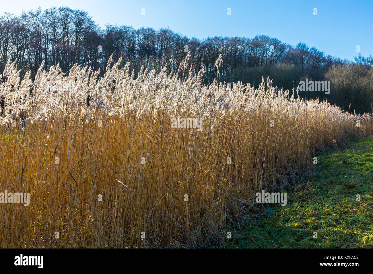 Reedbeds, phragmites australis, in winter at Redgrave and Lopham Fen, Suffolk, UK. Stock Photo