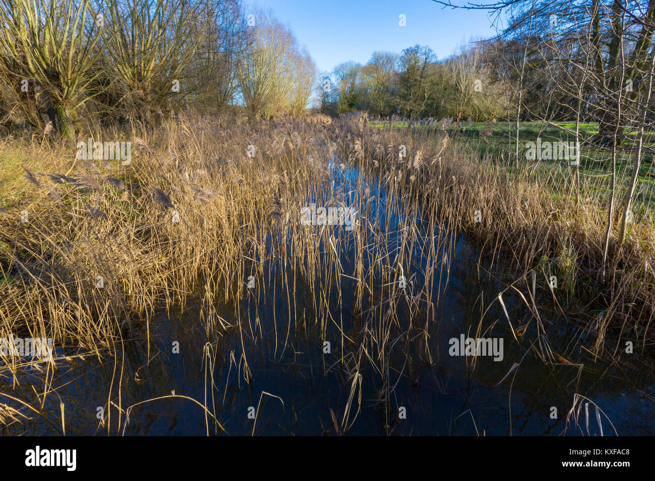 River Waveney in Redgrave and Lopham Fen, Suffolk,UK, where it begins. Stock Photo
