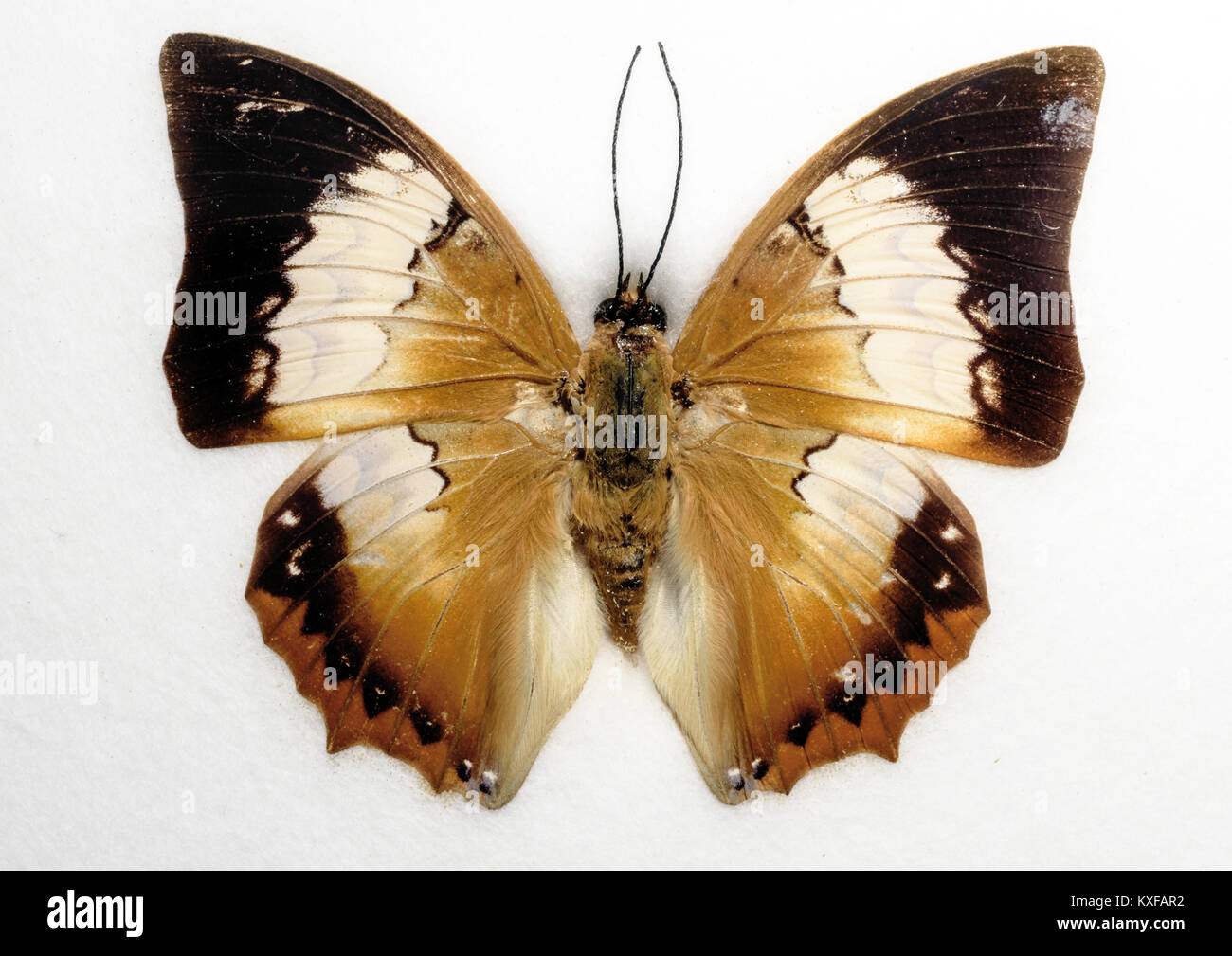 Tawny Rajah Charaxes bernardus Butterfly Stock Photo Alamy