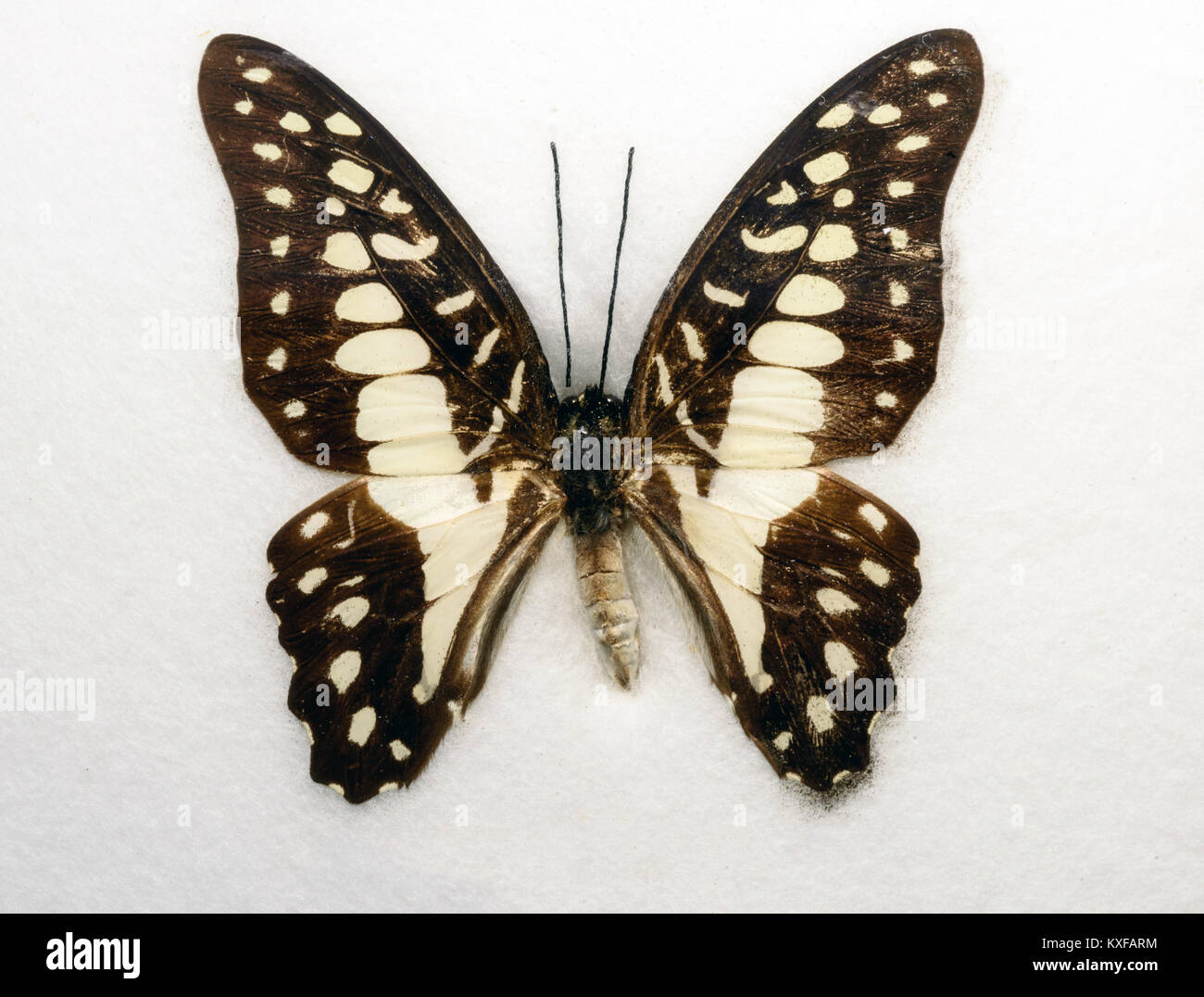 Common Jay Butterfly Graphium doson on a white background Stock Photo