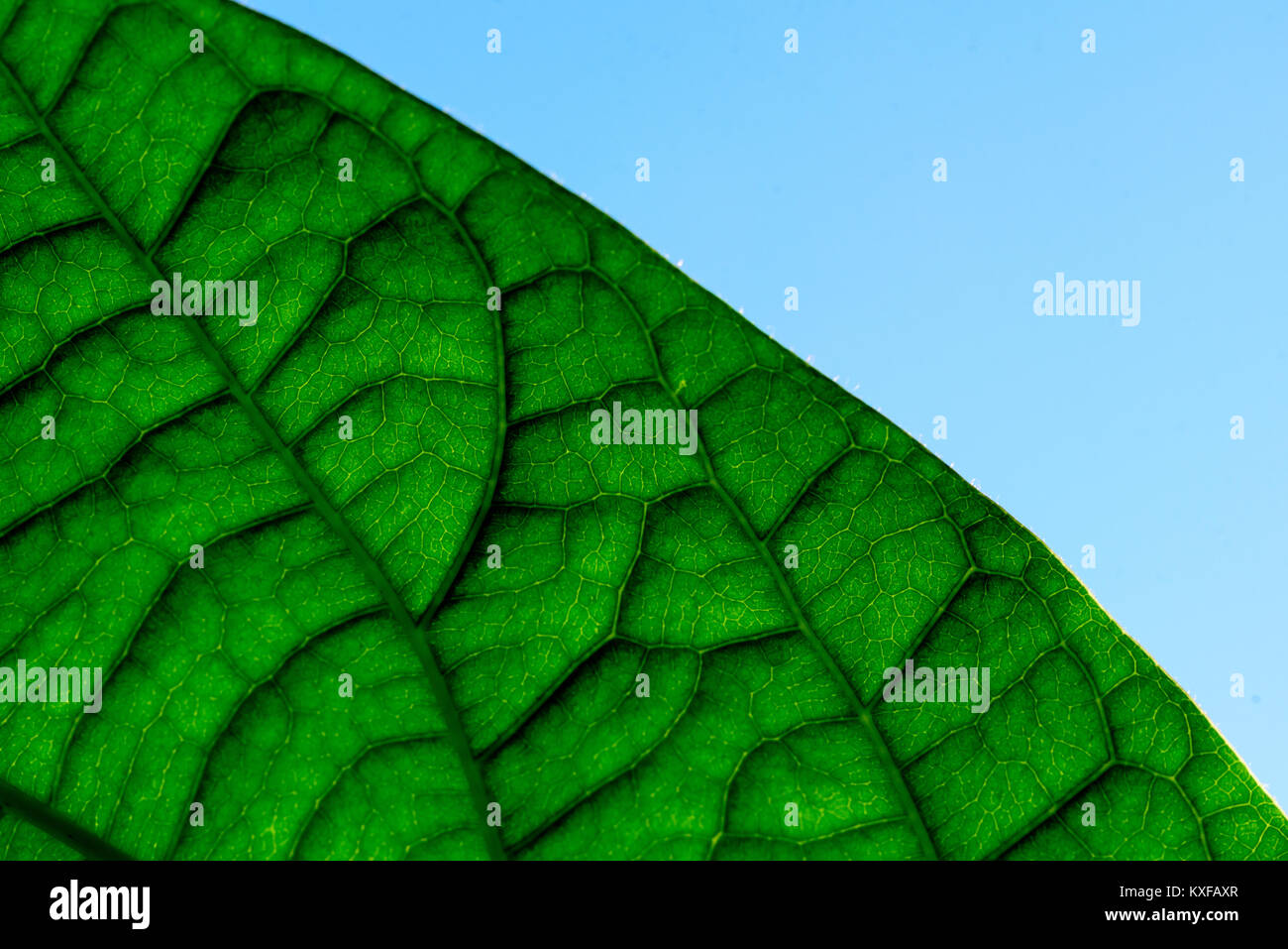 Macro close-up of a lush green plant leaf texture with blue sky and the ...