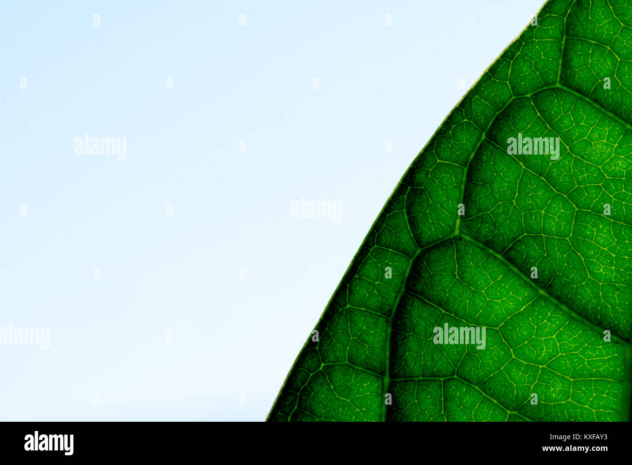 Macro close-up of a lush green plant leaf texture with blue sky and the ...