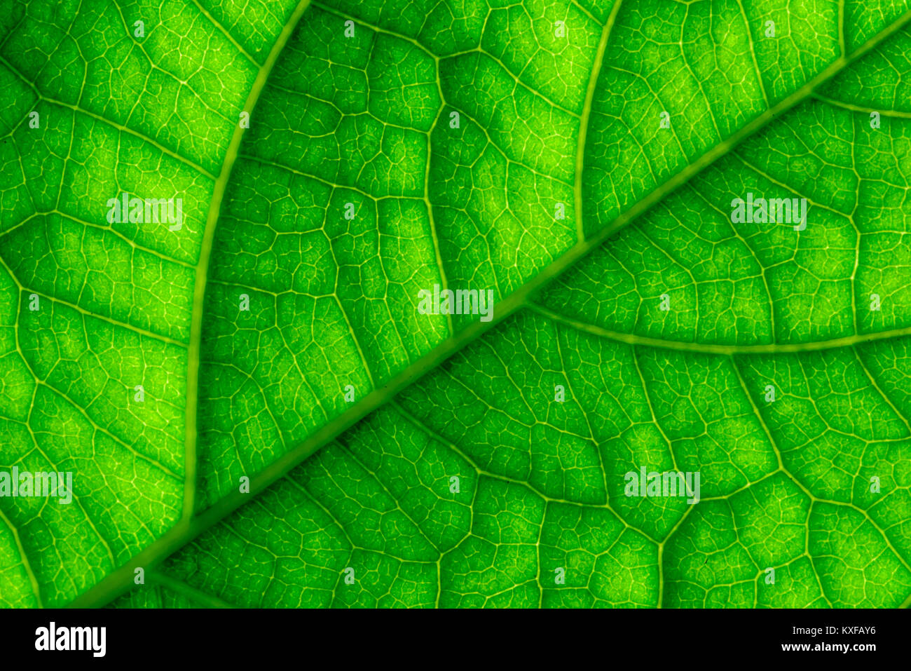 Leaf foliage green veins tropical hi res stock photography and images Leaf foliage green veins tropical hi res stock photography and images