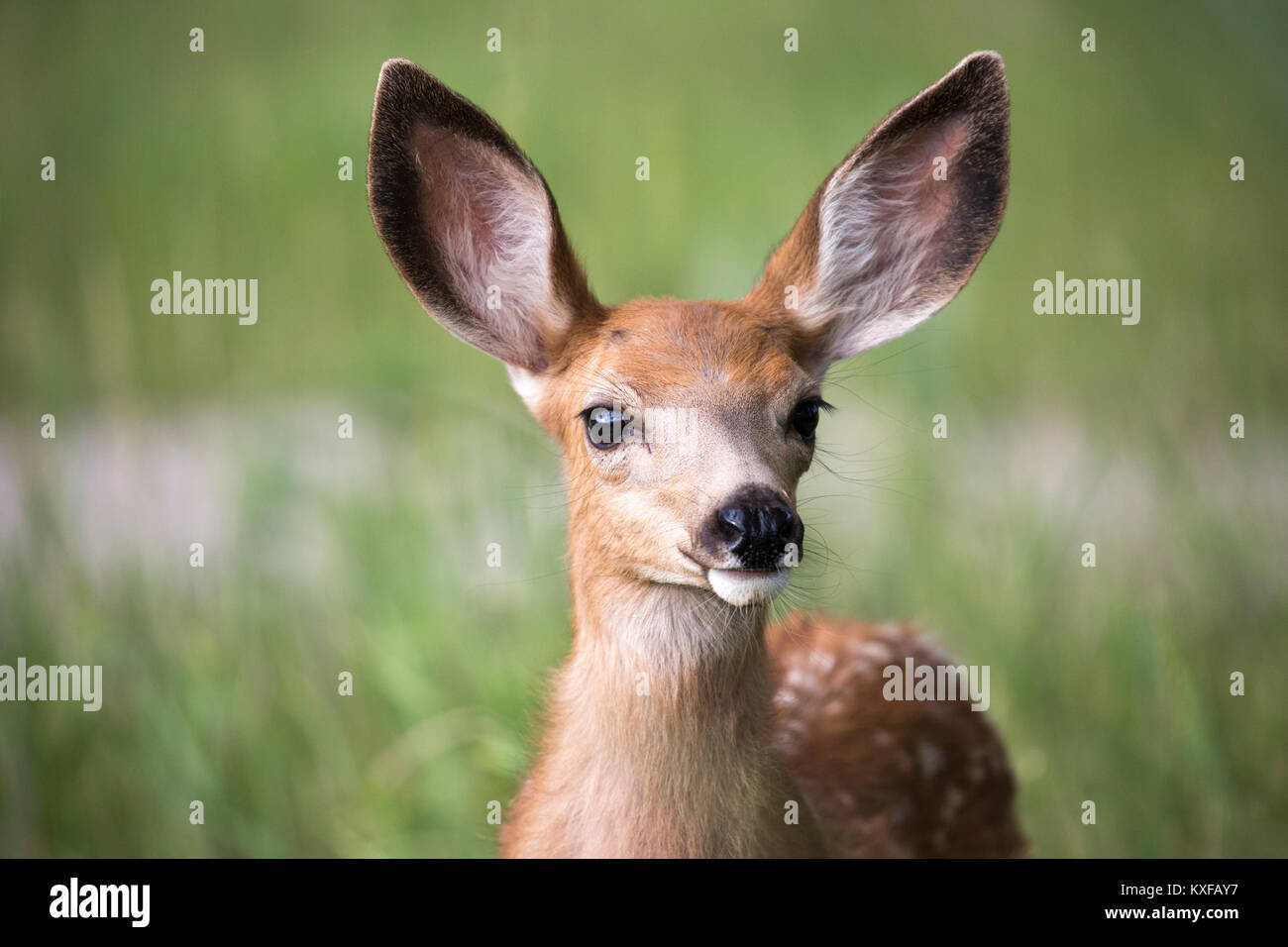 Mule Deer fawn close up (Odocoileus hemionus) Stock Photo
