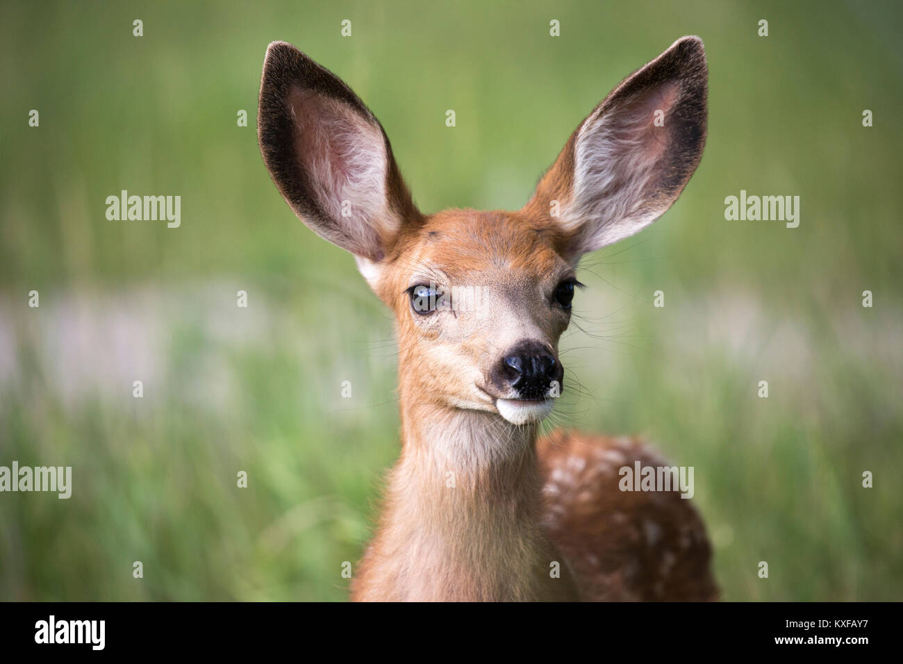Mule Deer fawn (Odocoileus hemionus) Stock Photo