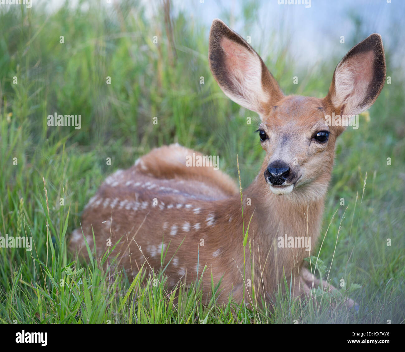Mule Deer fawn (Odocoileus hemionus) Stock Photo