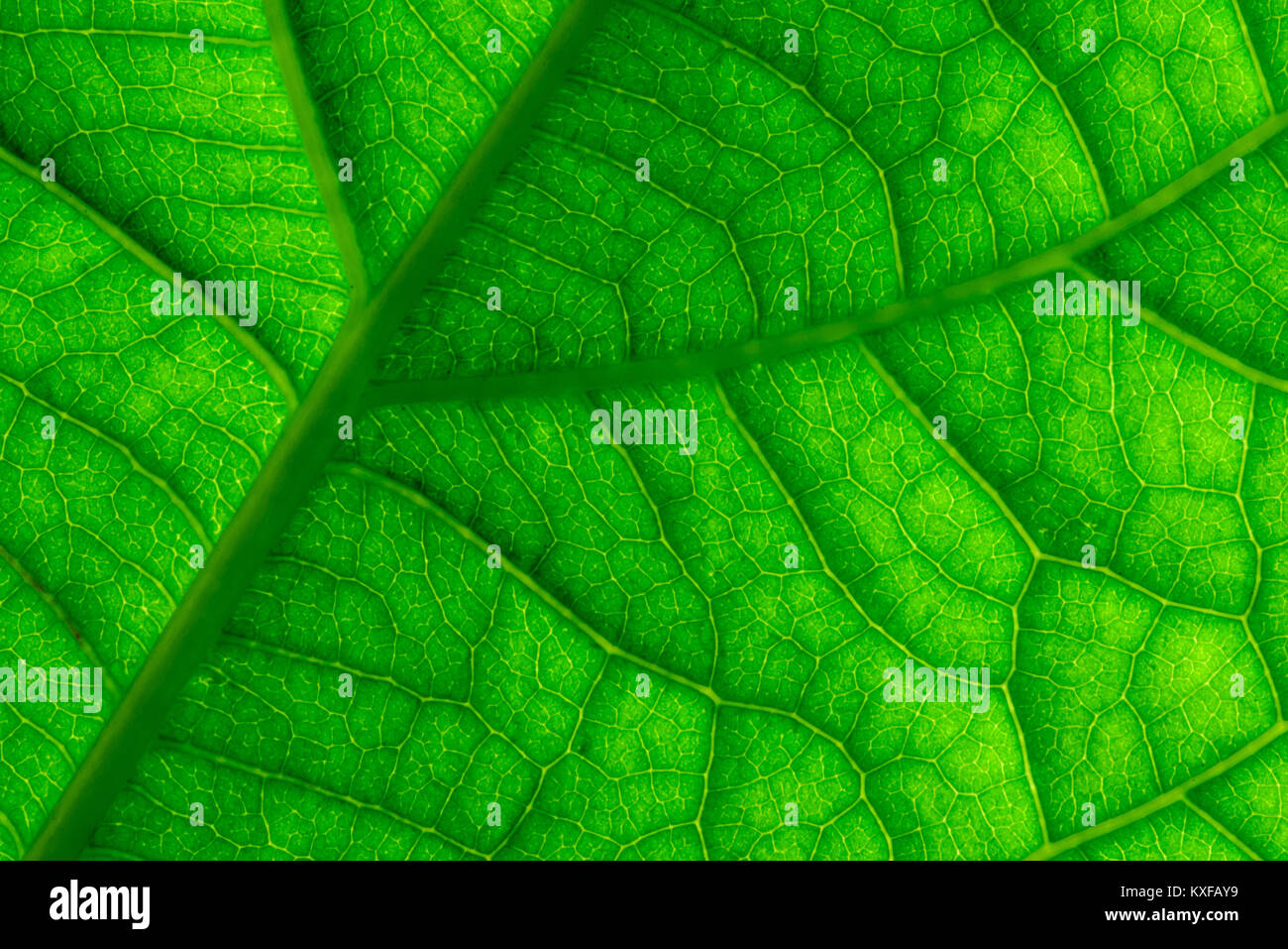 Macro close-up of a lush green plant leaf texture with veins and the ...