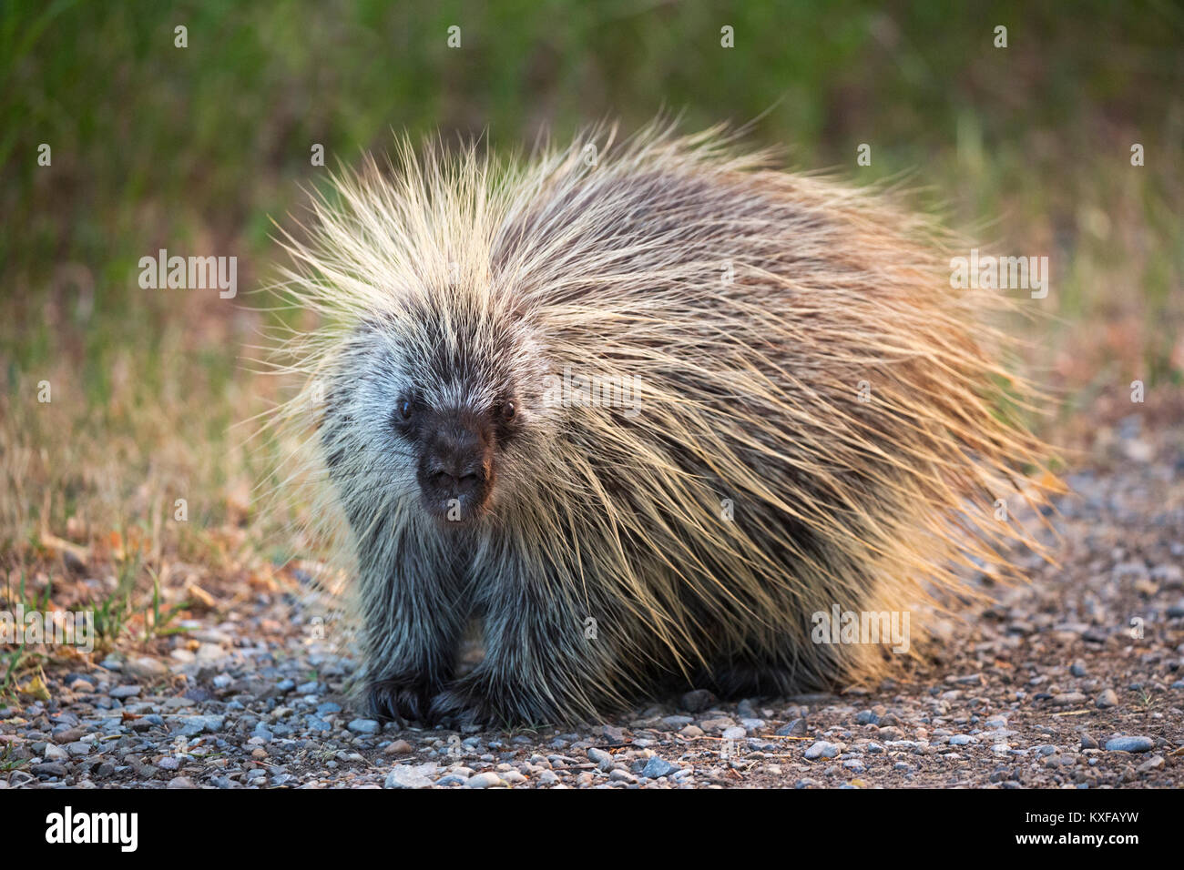 Porcupine in city wildlife sanctuary (Erethizon dorsatum) Stock Photo