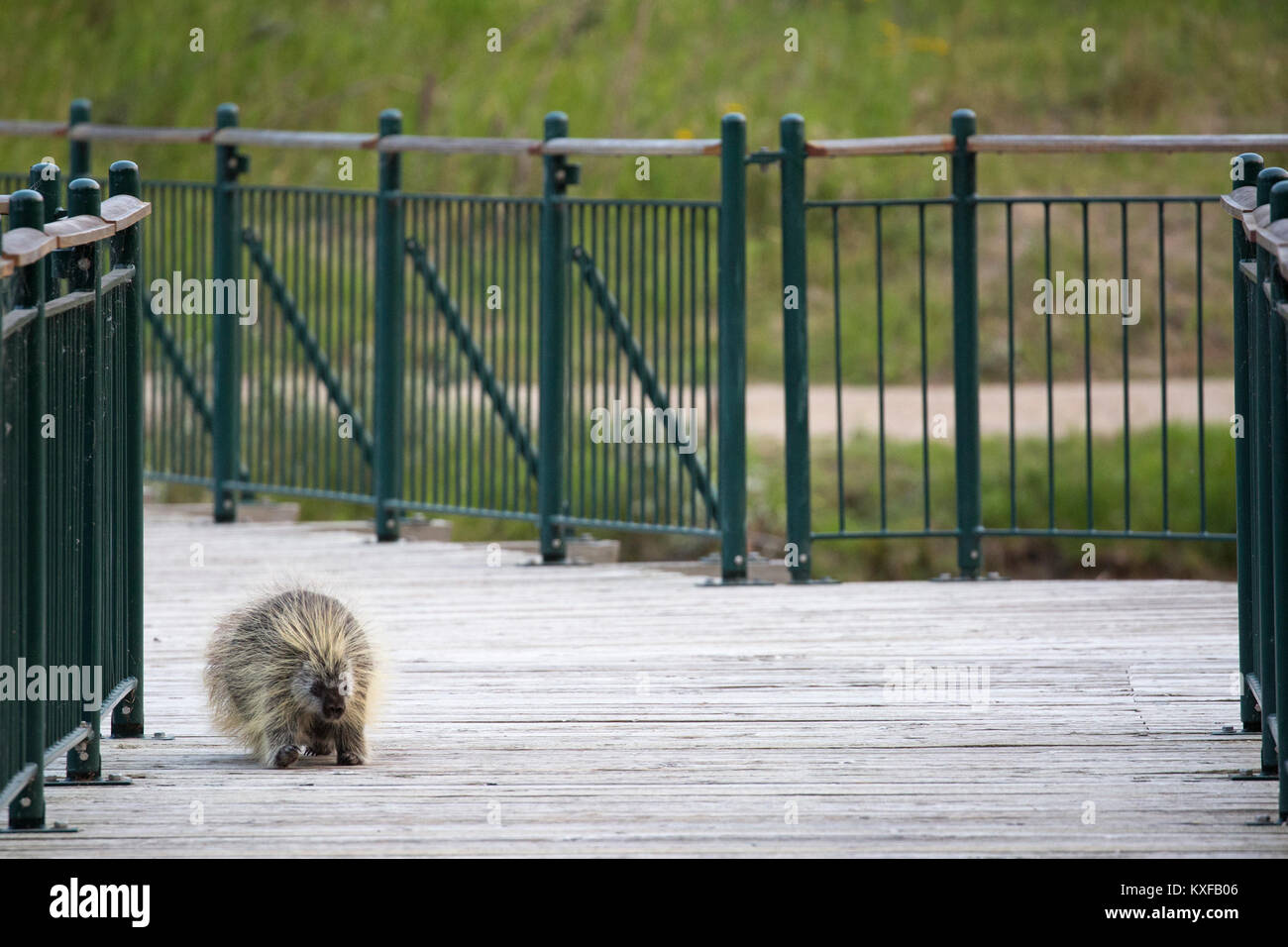 Porcupine crossing bridge in Inglewood wildlife sanctuary (Erethizon dorsatum) Stock Photo
