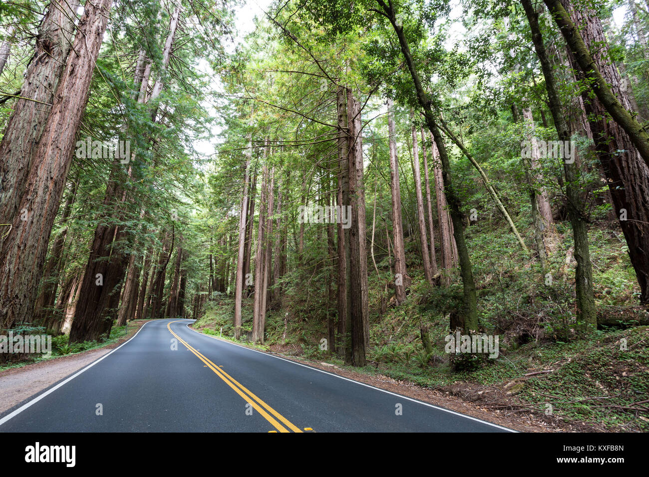 State Route 128 winds through tall trees, including Redwood trees, in Mendocino County, California. Stock Photo
