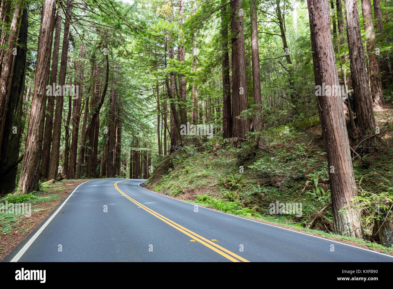 State Route 128 winds through tall trees, including Redwood trees, in Mendocino County, California. Stock Photo