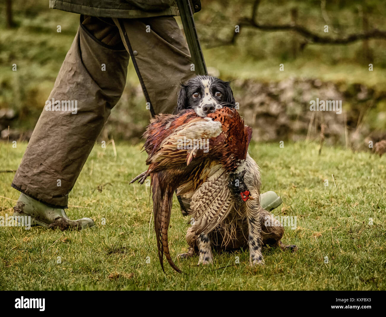 Hunting dog pheasant in mouth hires stock photography and images Alamy